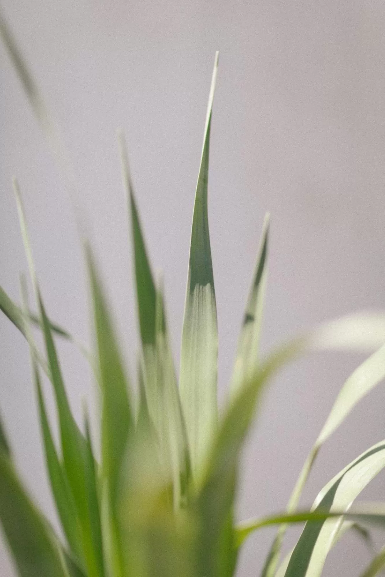 Natural landscape in Yara Hotel - Adults Only