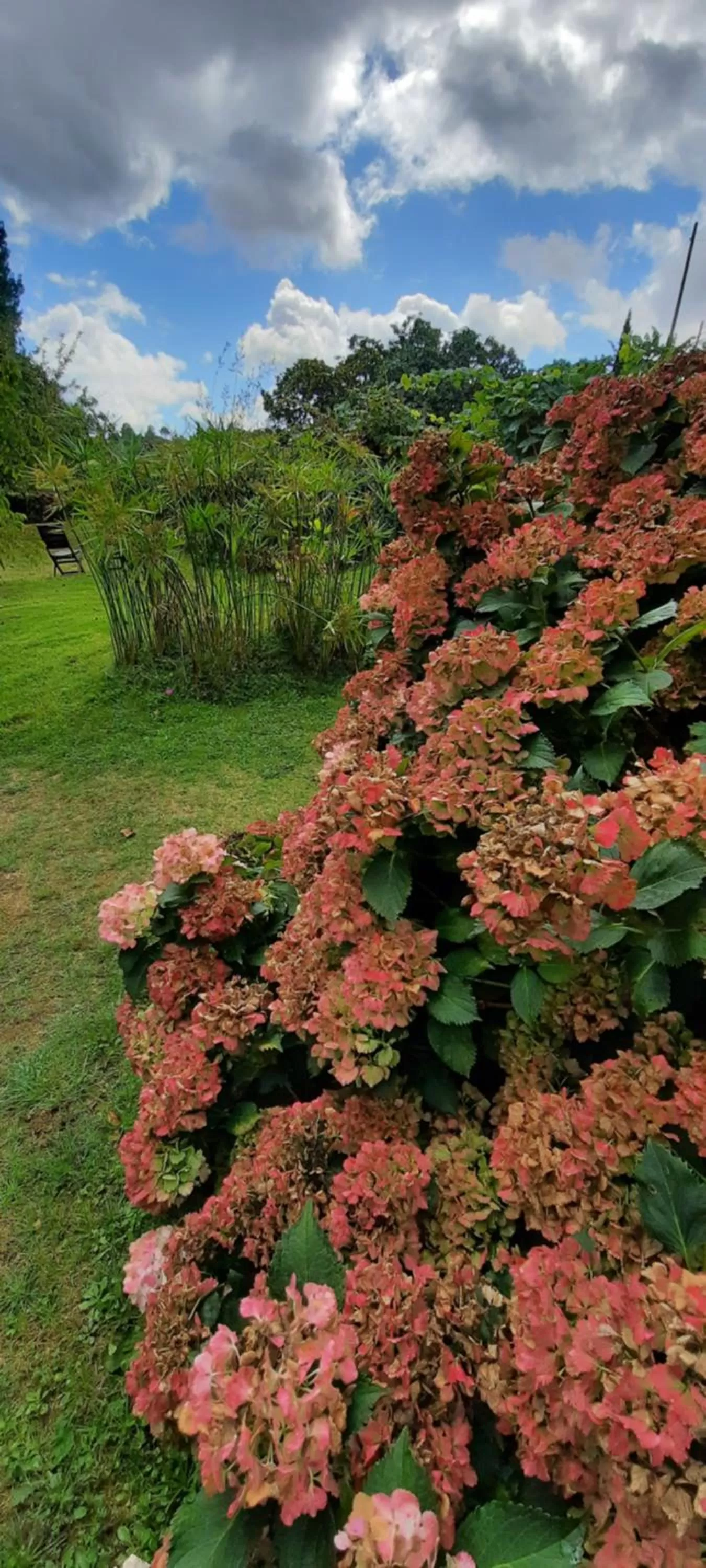 Garden, Natural Landscape in Rectoral de Anllo
