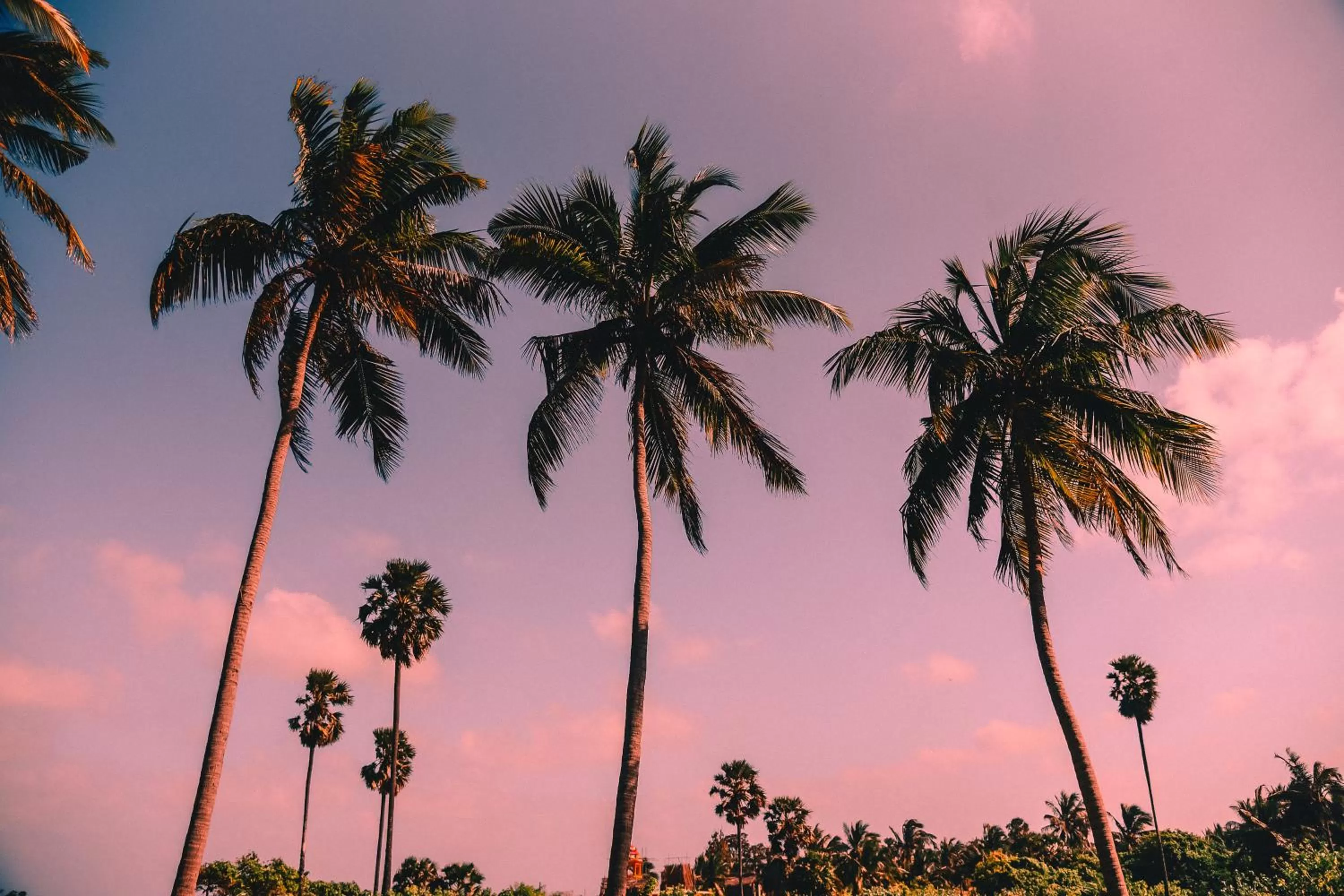 Natural landscape, Sunrise/Sunset in 108 Palms Beach Resort