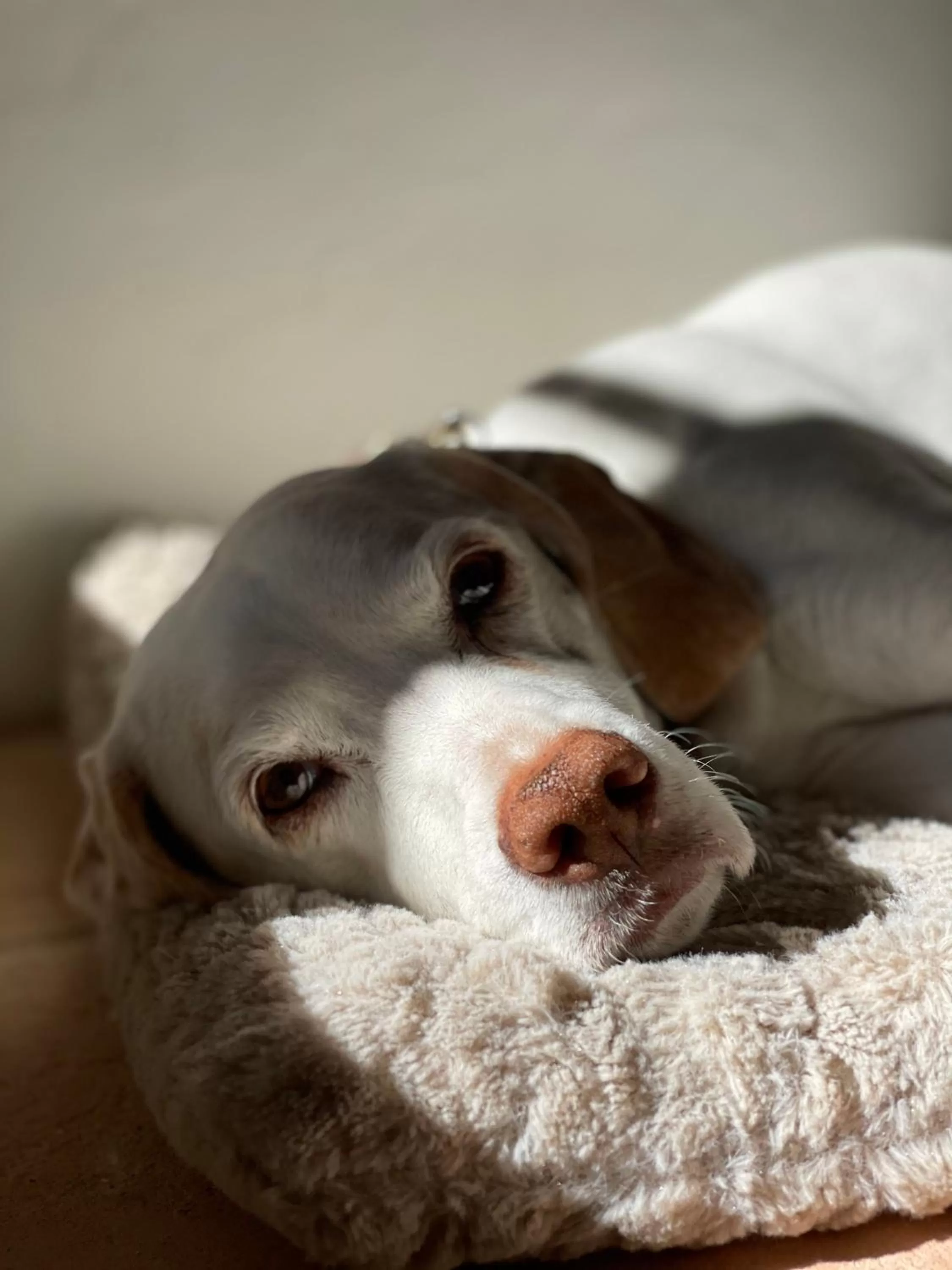 Animals in AUERSTEIN-Hotels auerstein & auerstein-mono