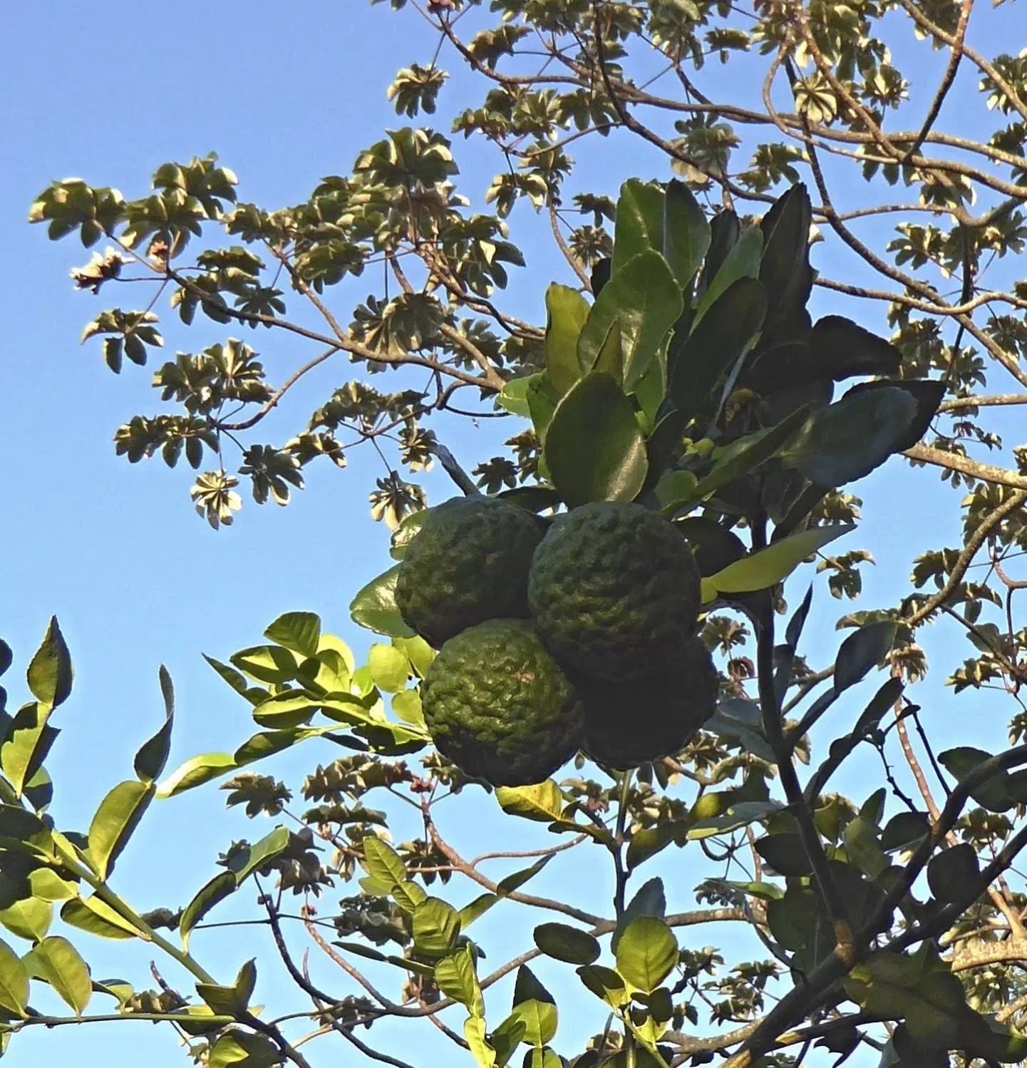 Garden, Food in Pura Vida Hotel