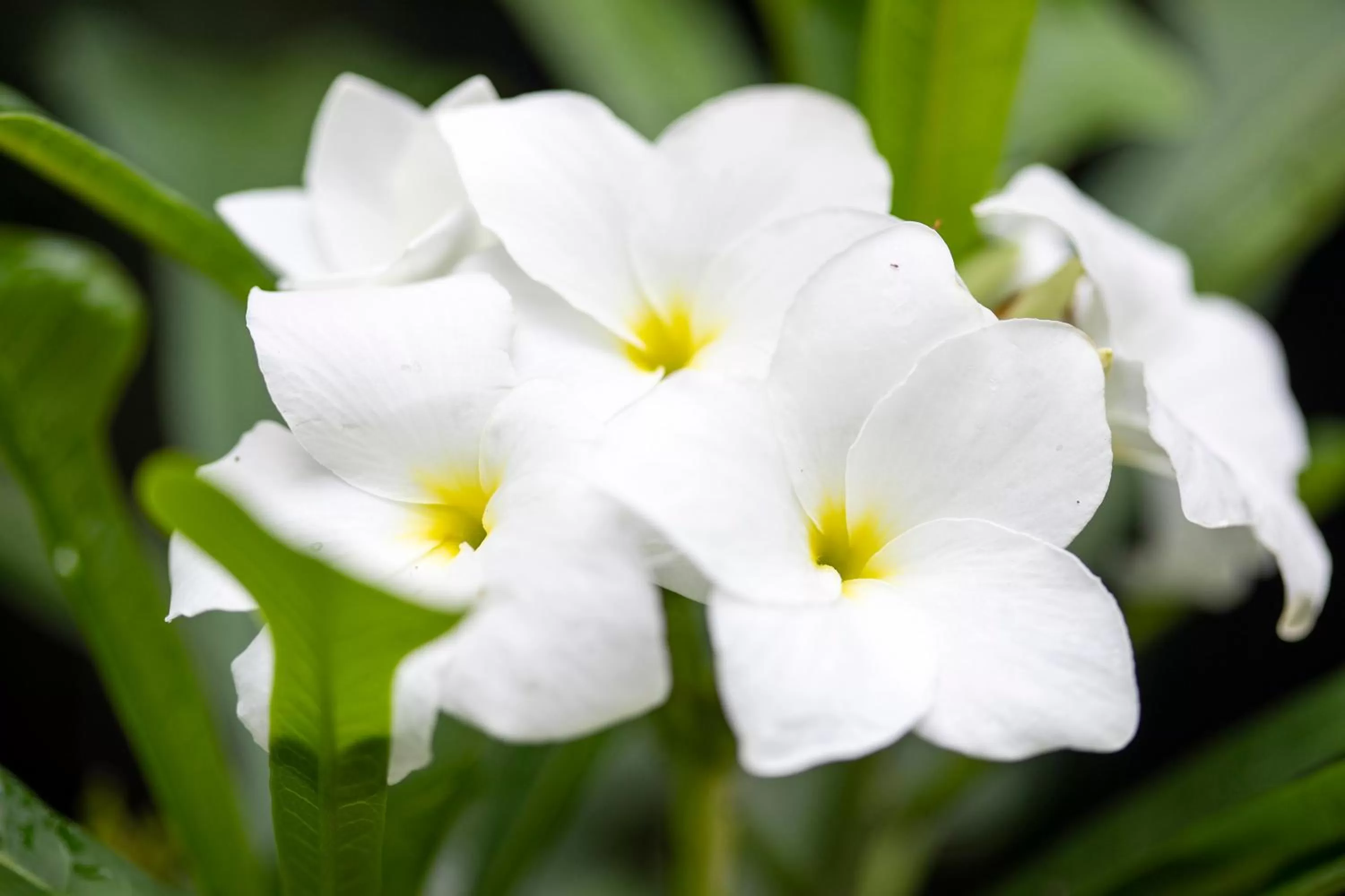 Garden in Pumilio Mountain & Ocean Hotel