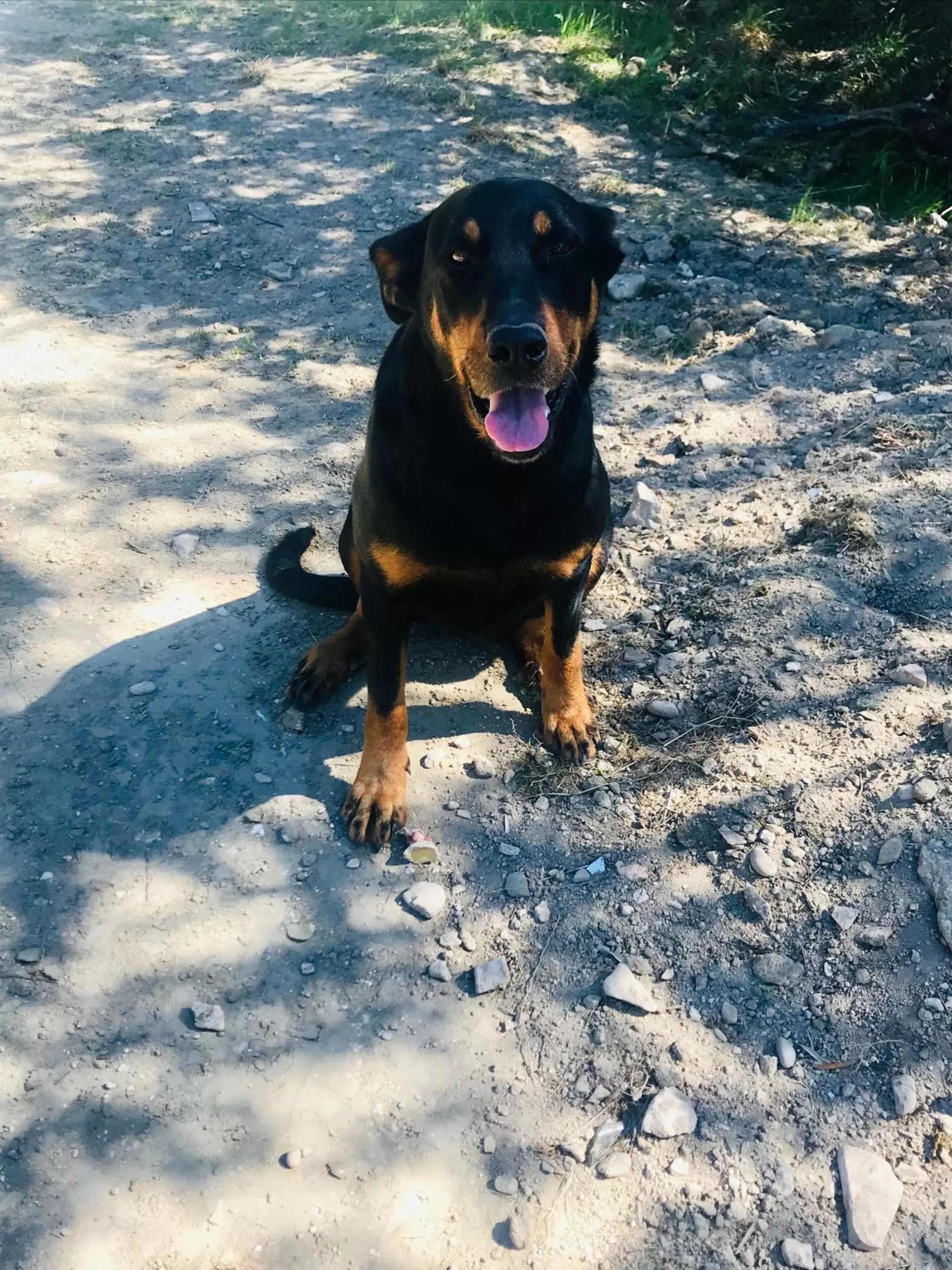 Pets in Bastide Bellugue Maison d'hôtes réseau Bienvenue à La Ferme à 3 minutes de Lourmarin