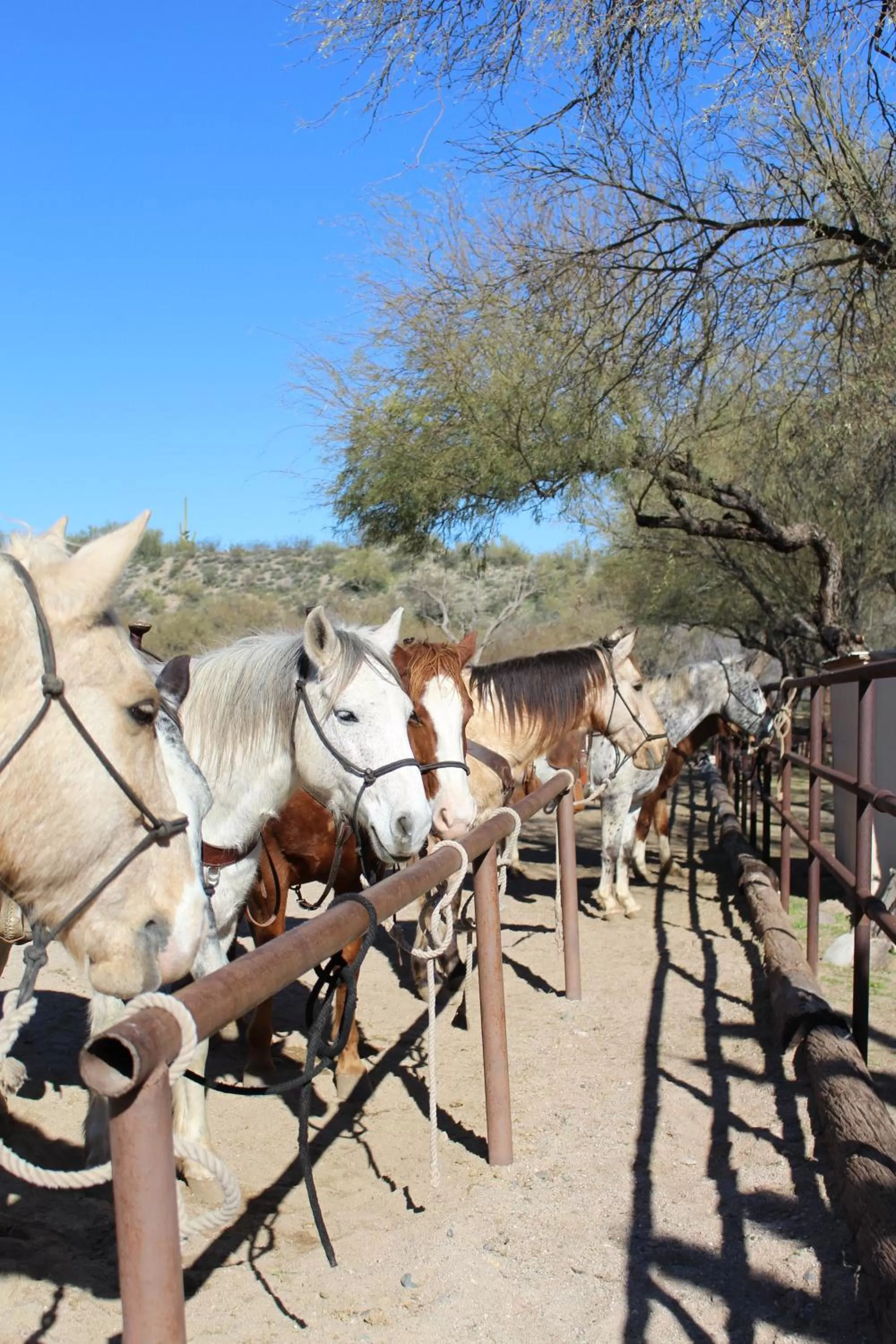 Animals in Kay El Bar Guest Ranch