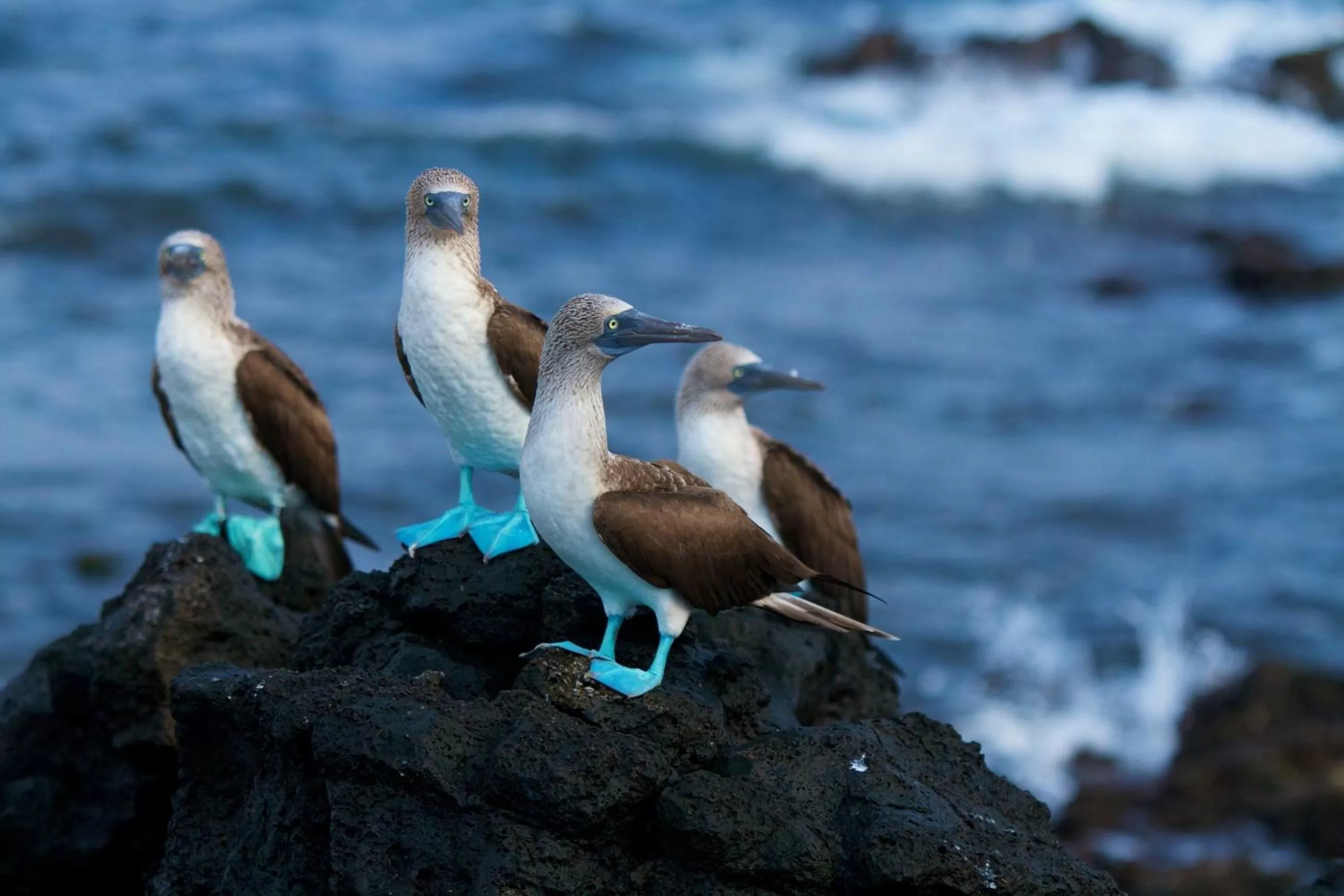 Hiking, Other Animals in Hostal Cabañas Don Jorge