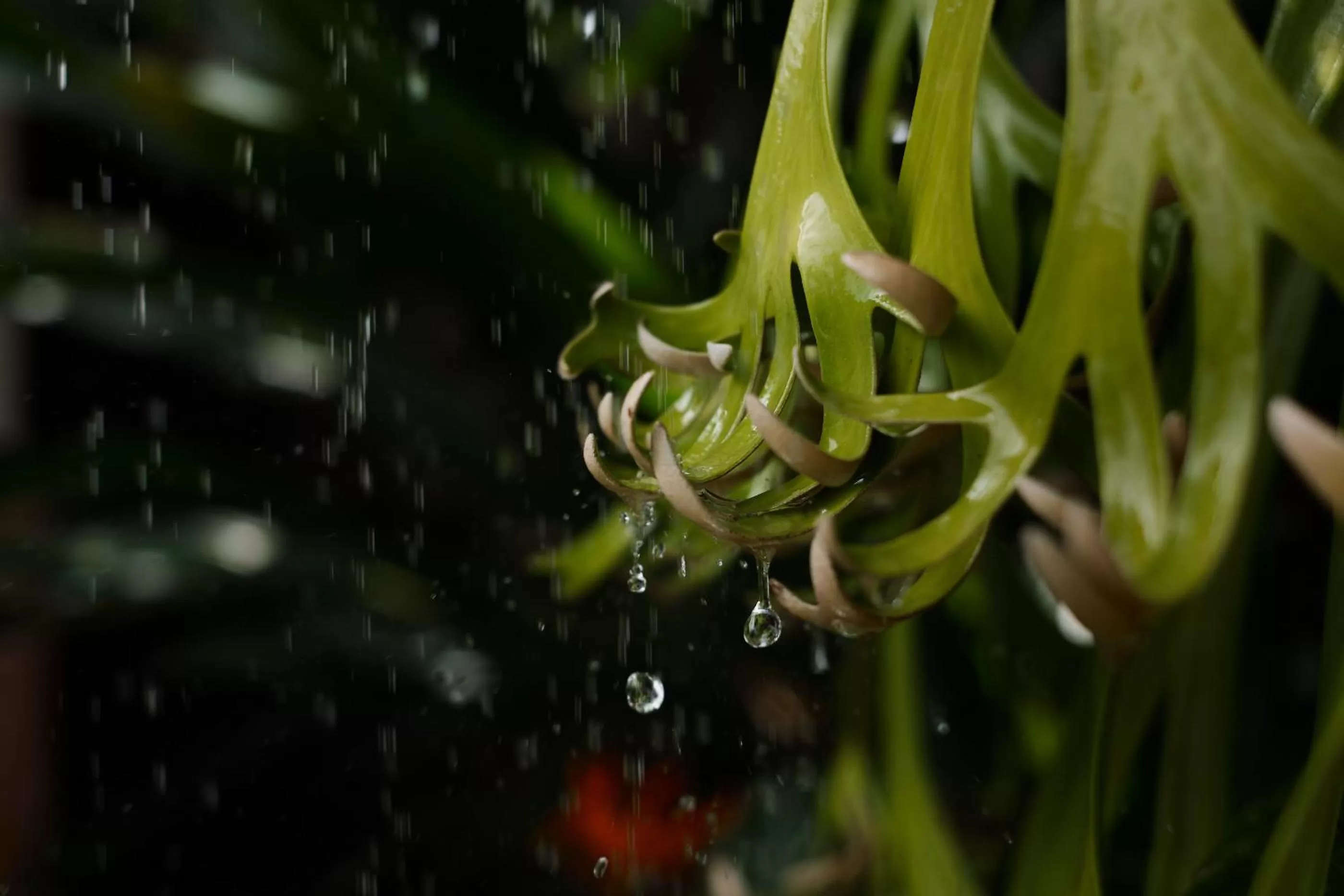 Garden in Joglo Organik Guesthouse