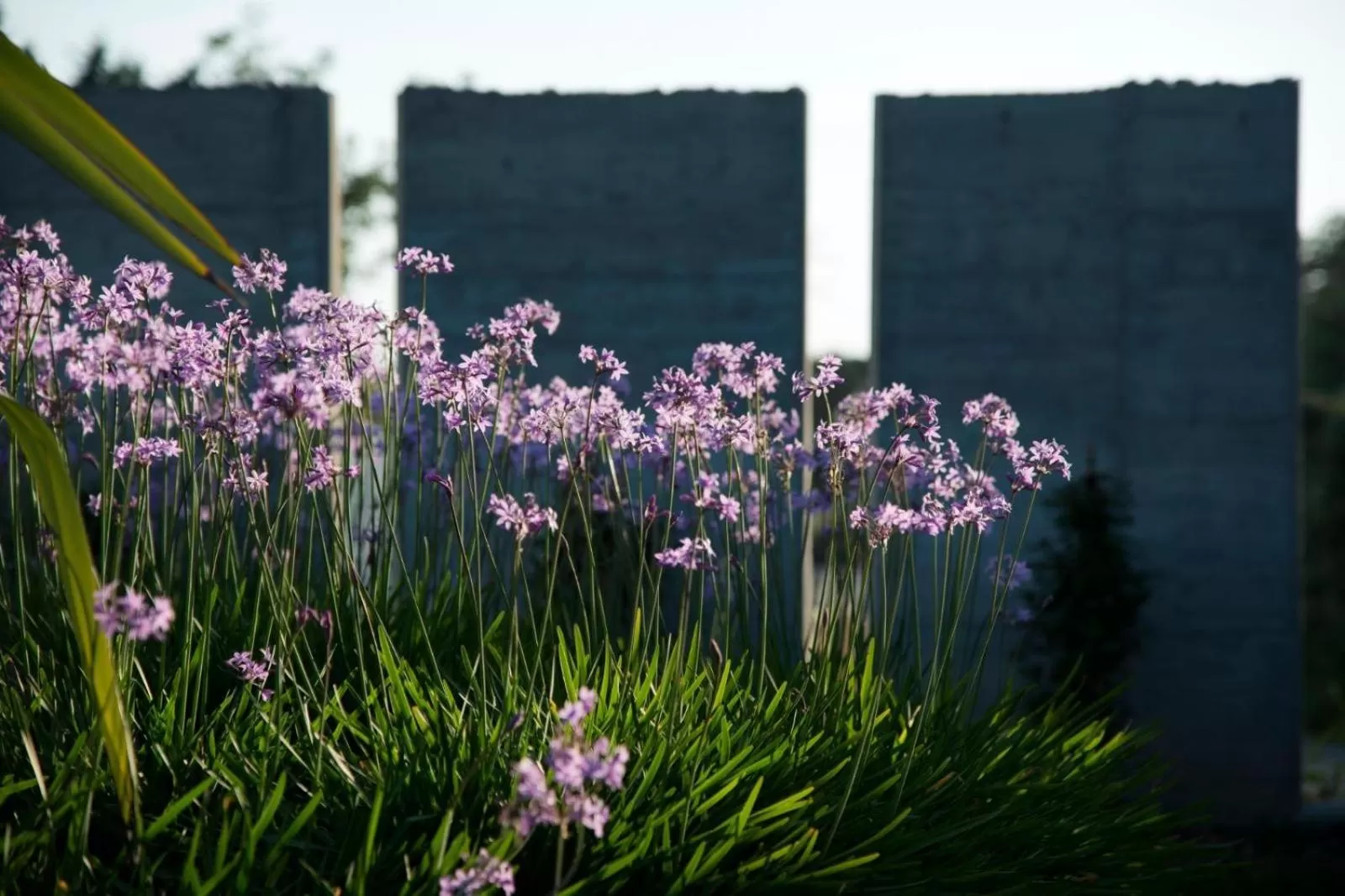 Garden in paradise suite