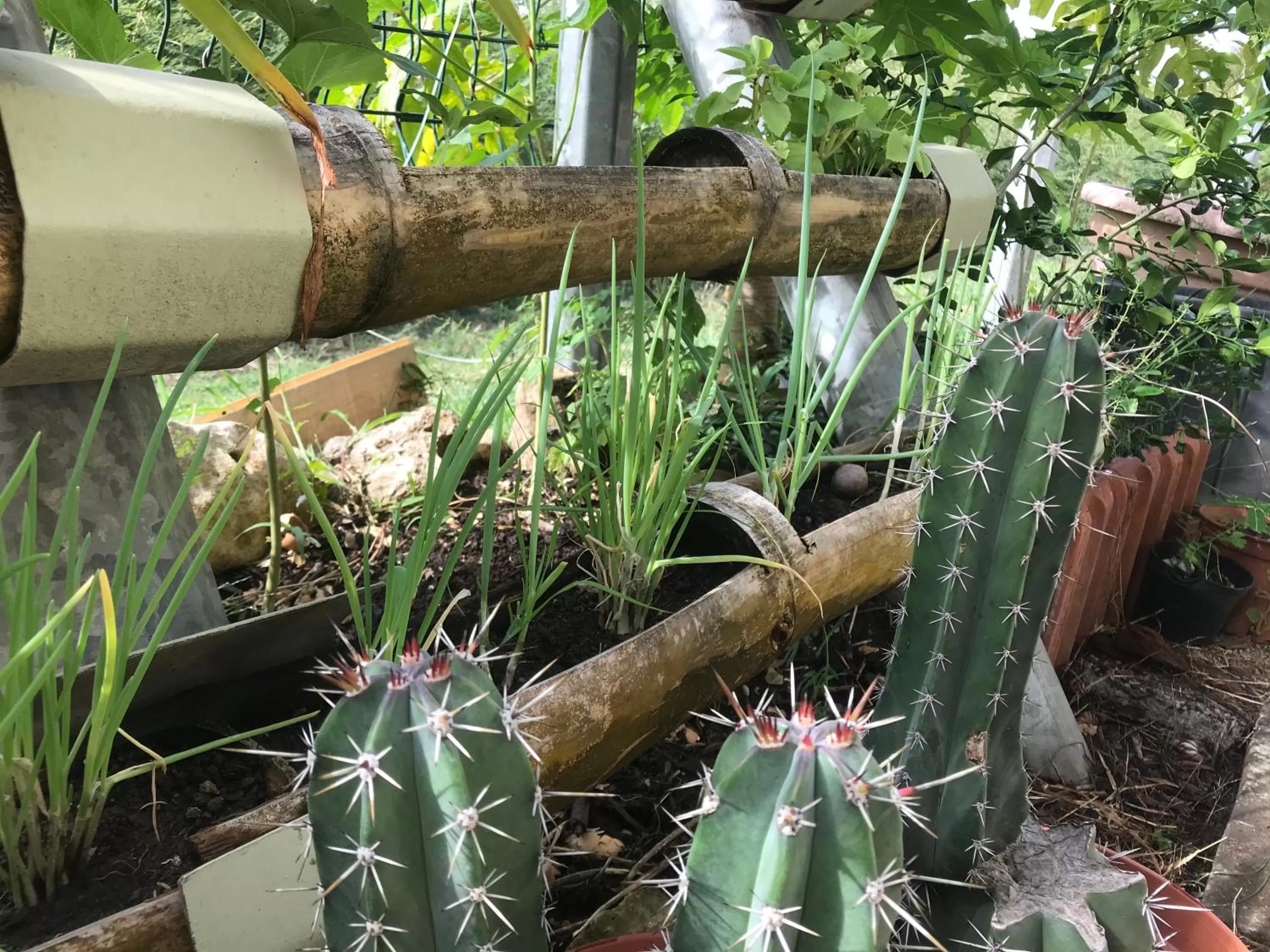 Garden in Bed and breakfast Riviere