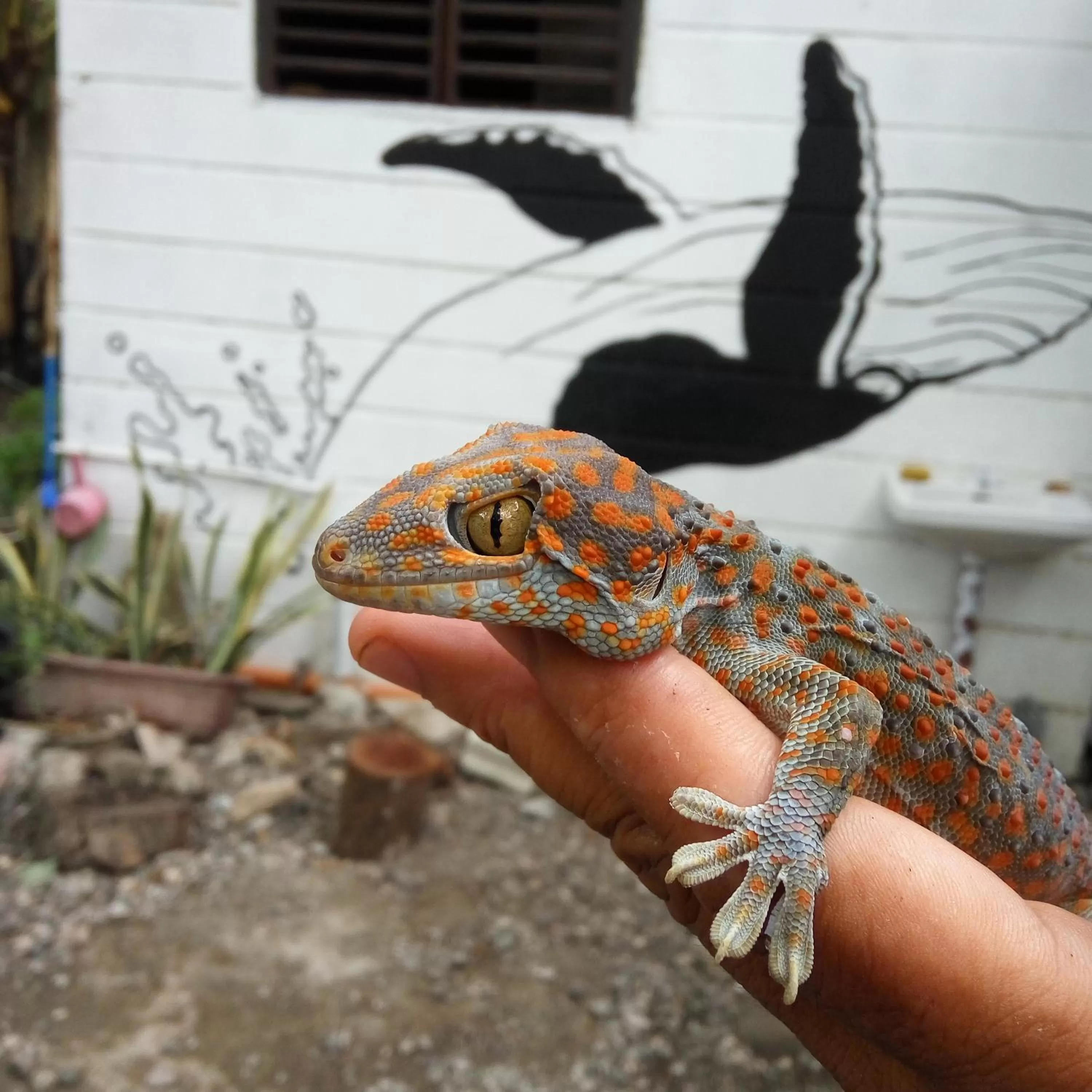 Animals in Paseo Del Mar Seaside Inn