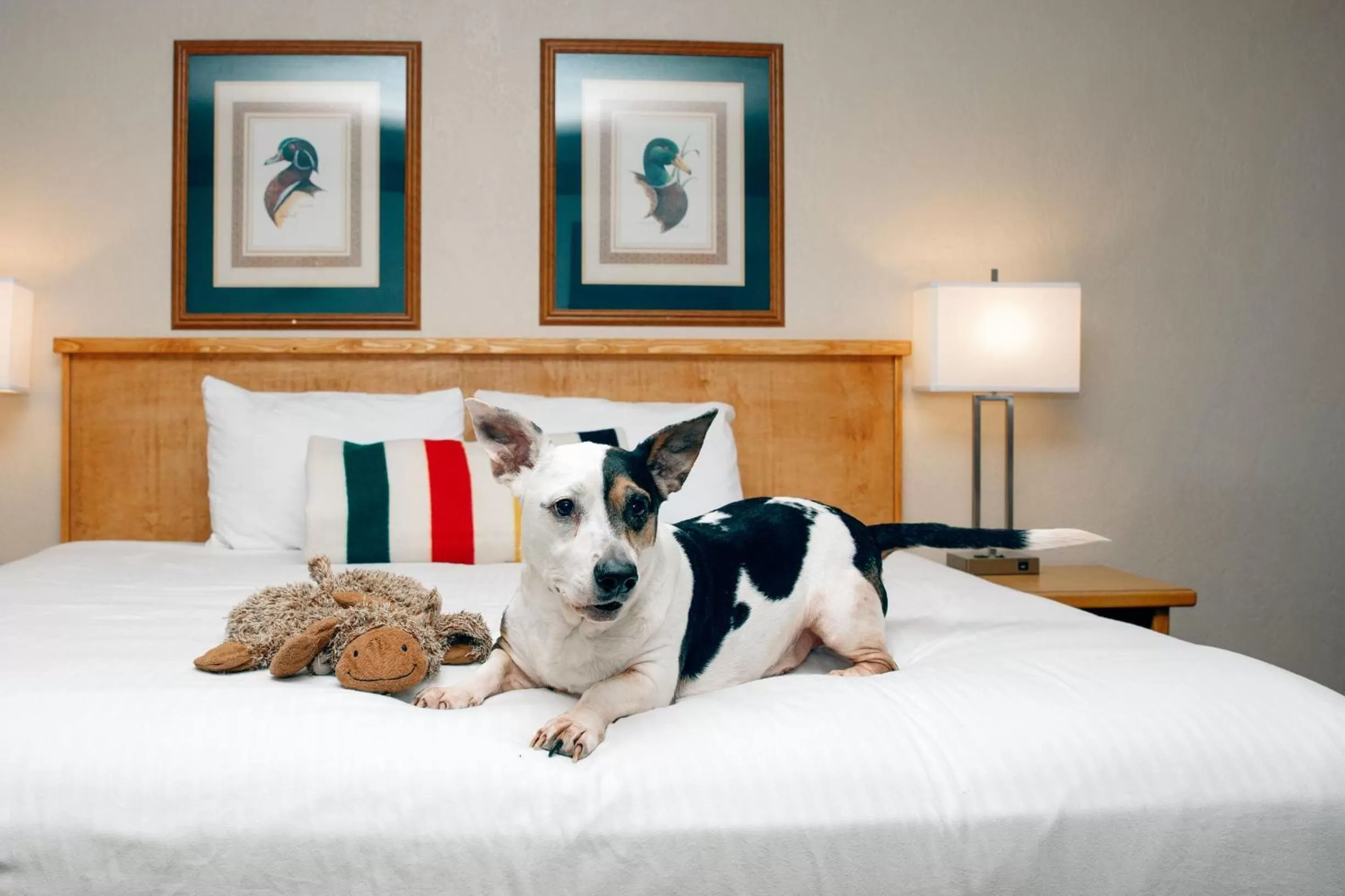 Pets, Bed in Timbers Motel