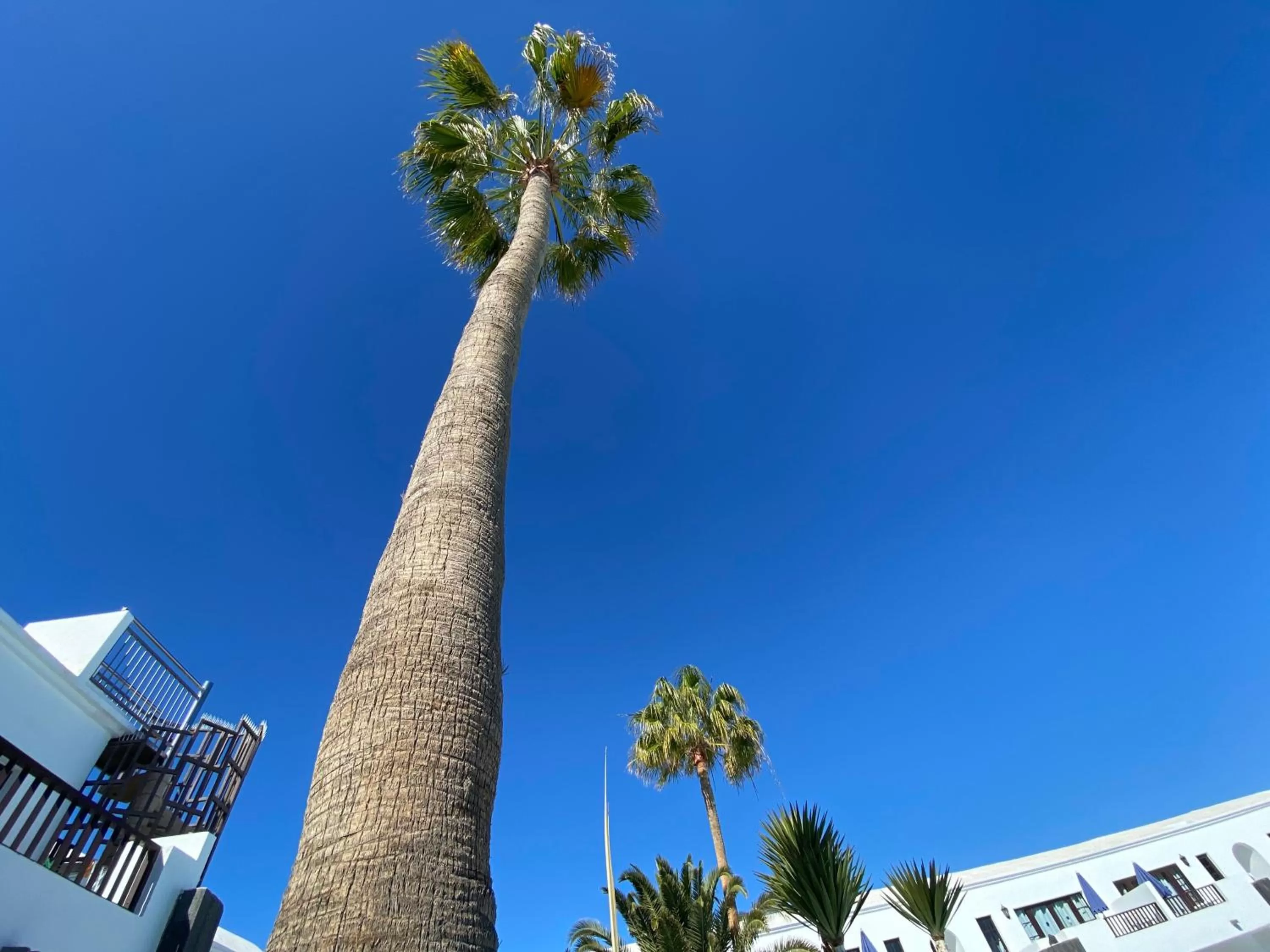 Garden in Plaza Azul