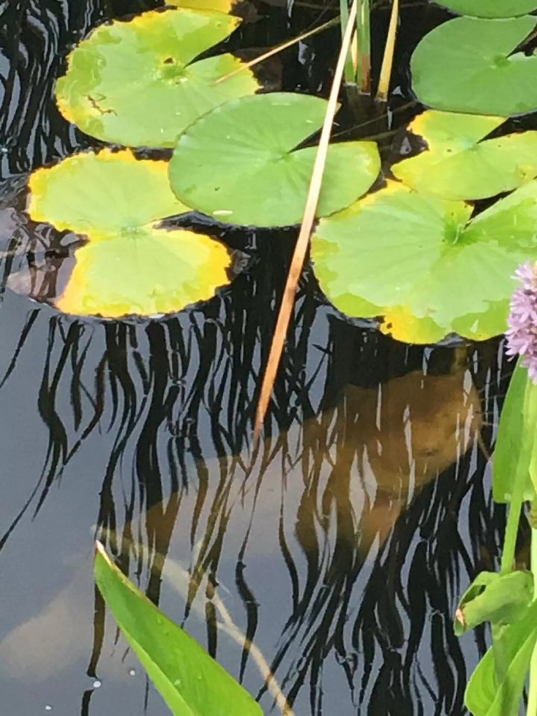 Balcony/Terrace, Patio/Outdoor Area in Bobcat Inn
