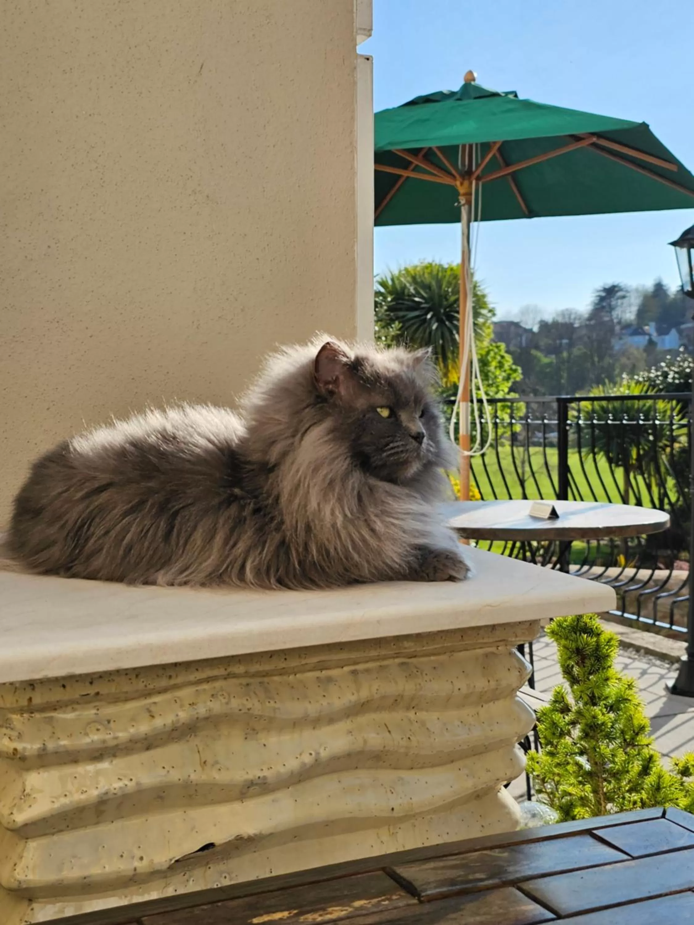 Property building, Pets in Melba House