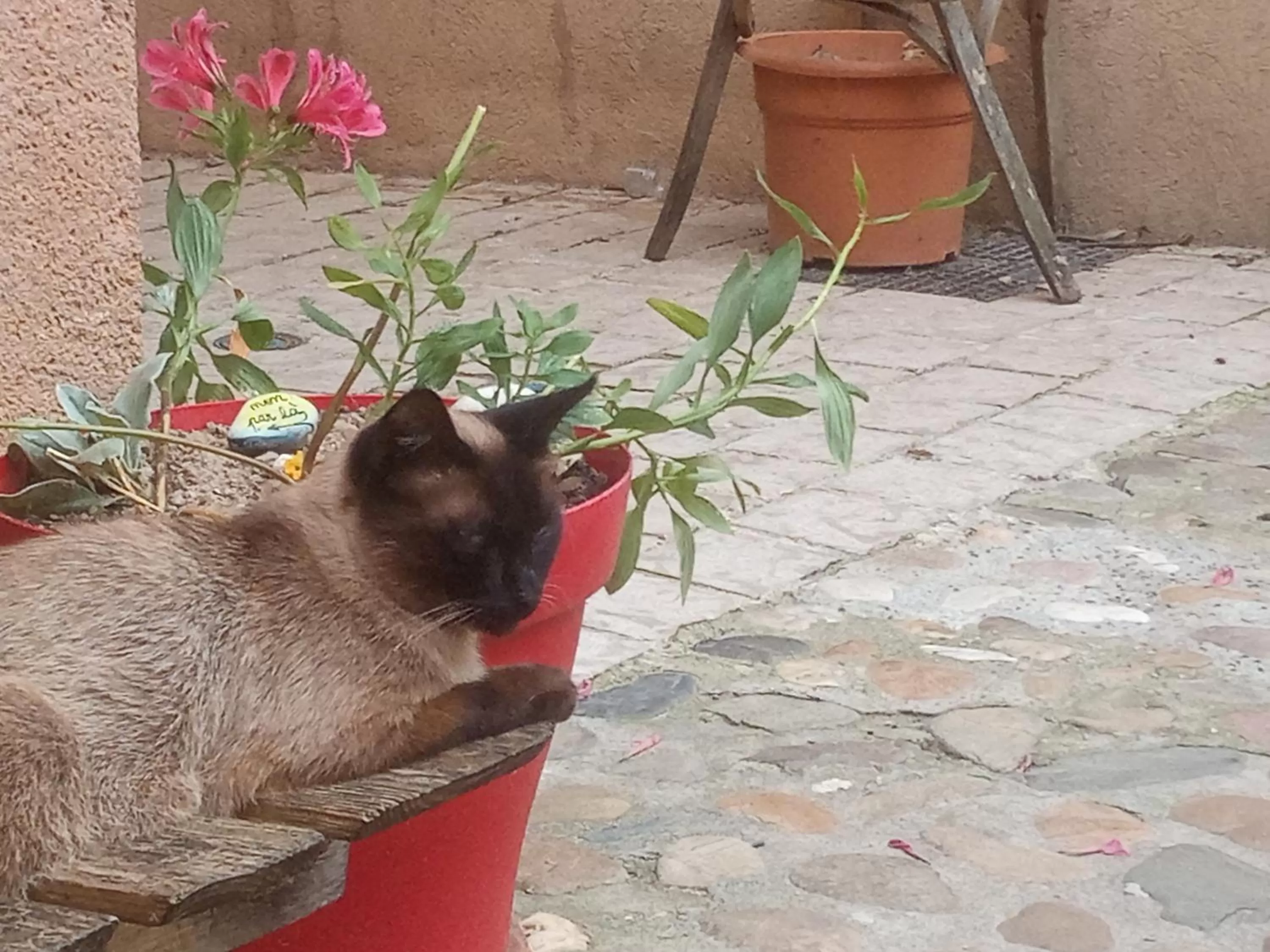 Pets in La lauze et l'anguille