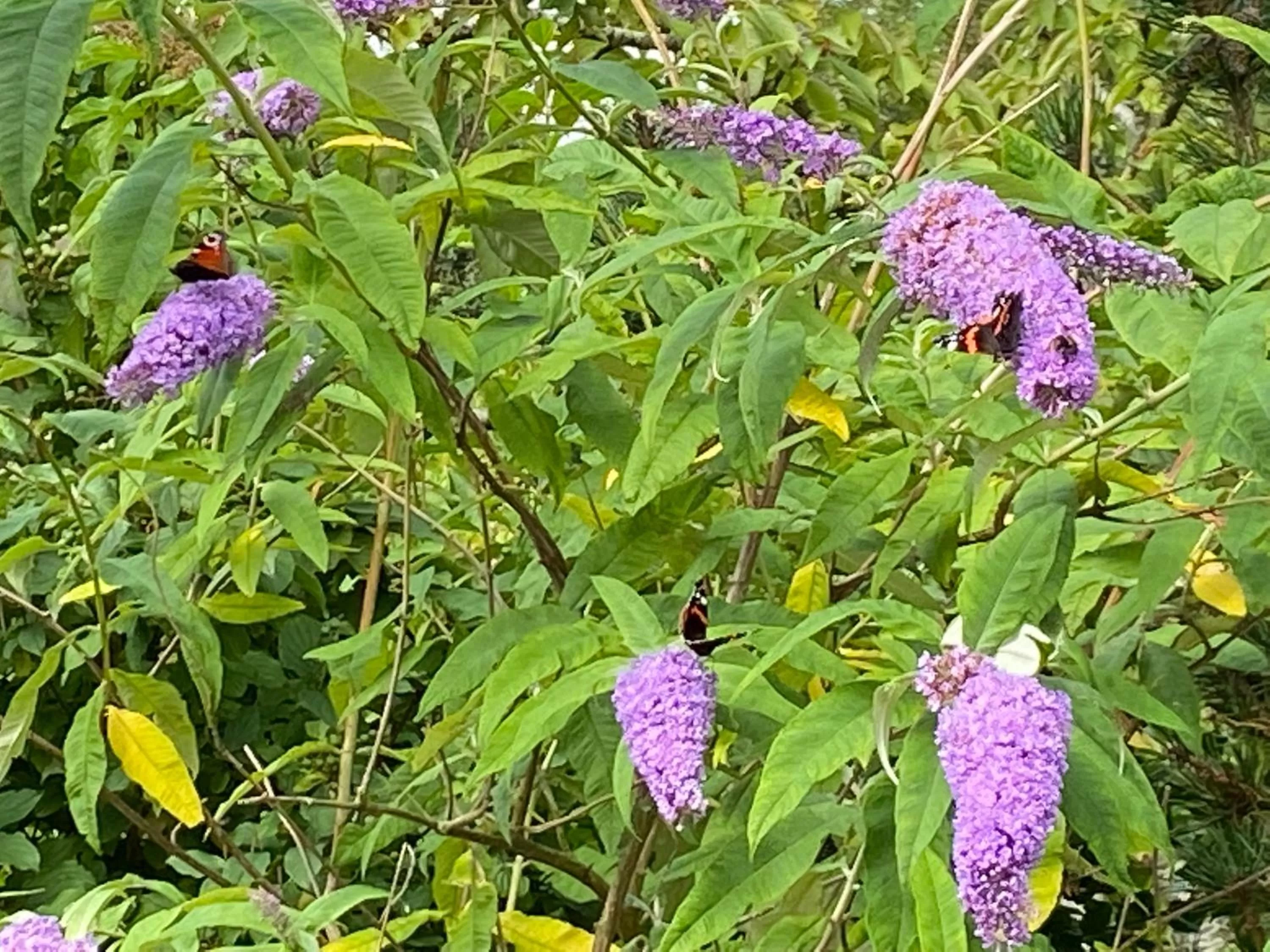 Garden in HCR de Schelphoek
