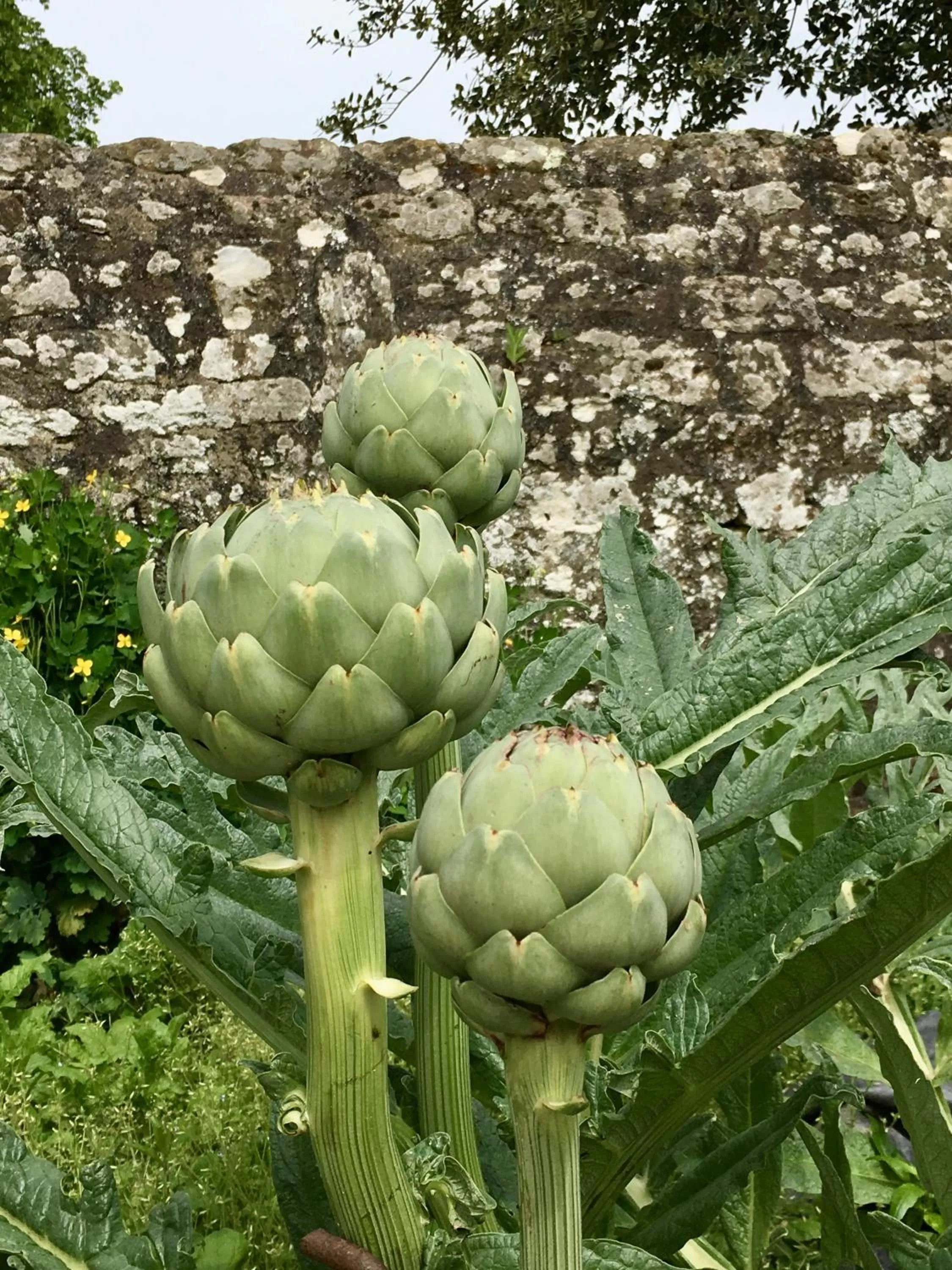 Garden in LA MEFFRAIS 1741