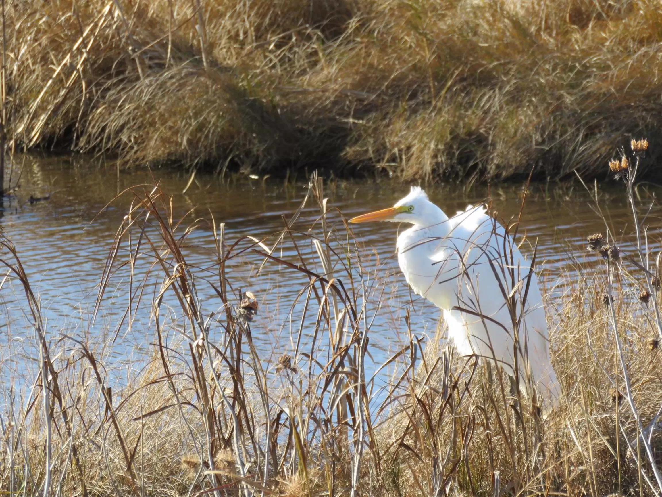 Natural landscape in Comfort Suites Chincoteague Island Bayfront Resort