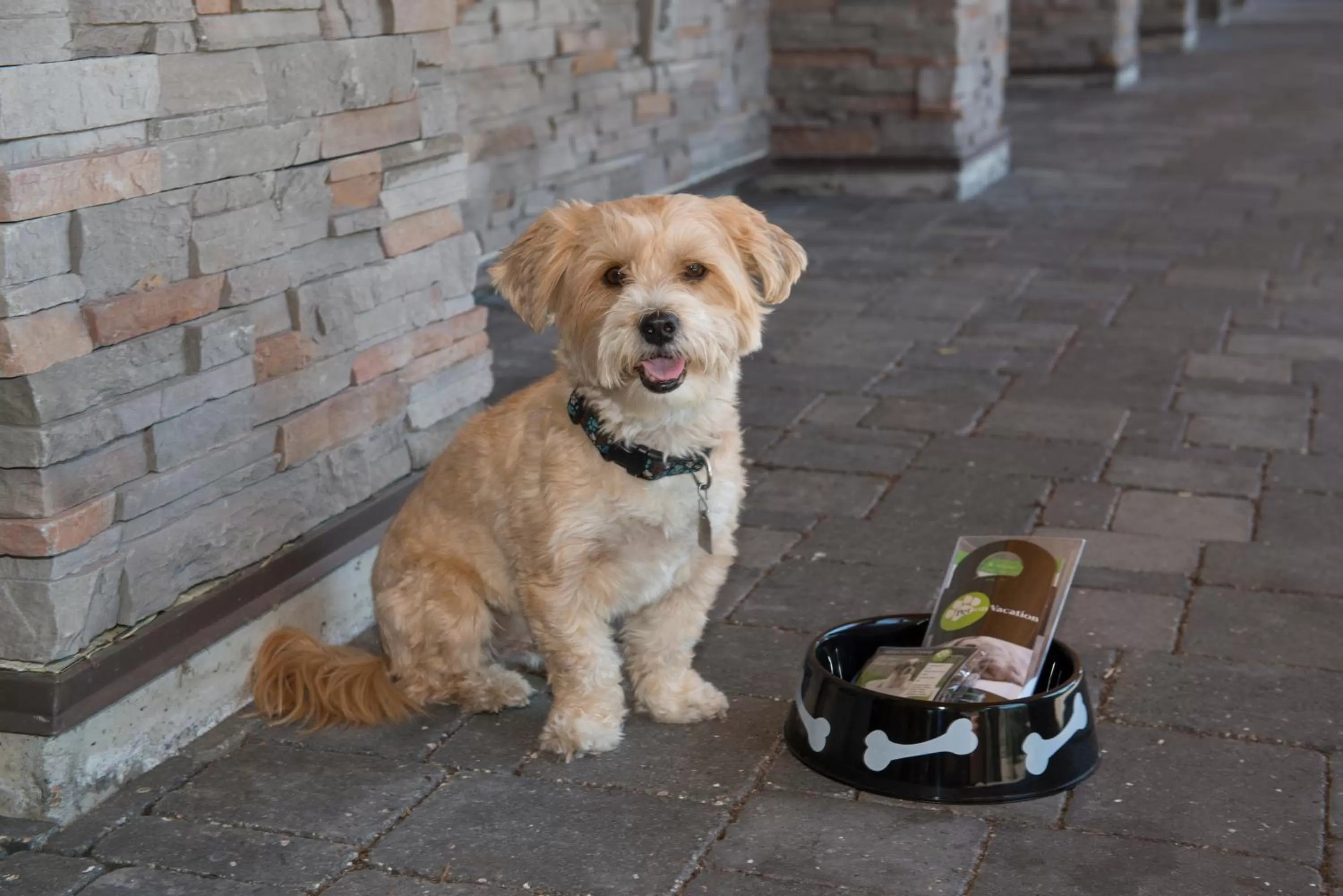 Pets in Executive Suites Hotel and Resort, Squamish