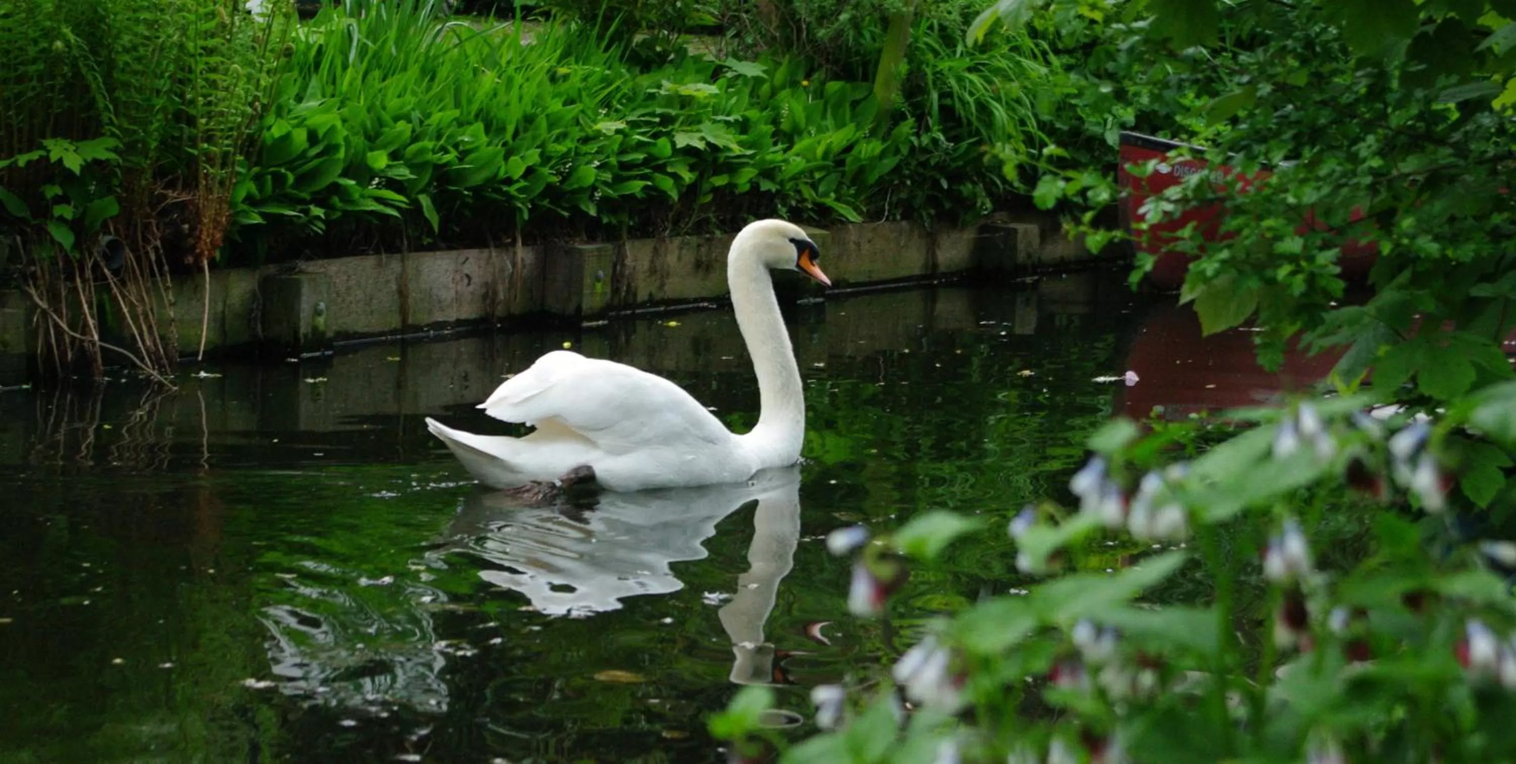 Animals in B&B Canal Deluxe