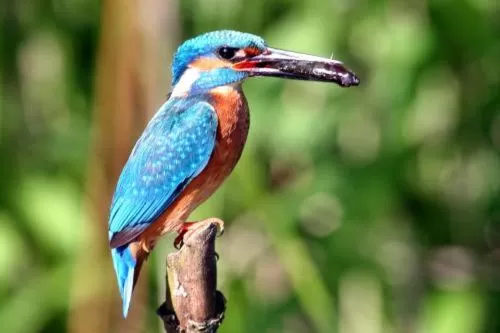 Animals in Van der Valk Landhotel Spornitz