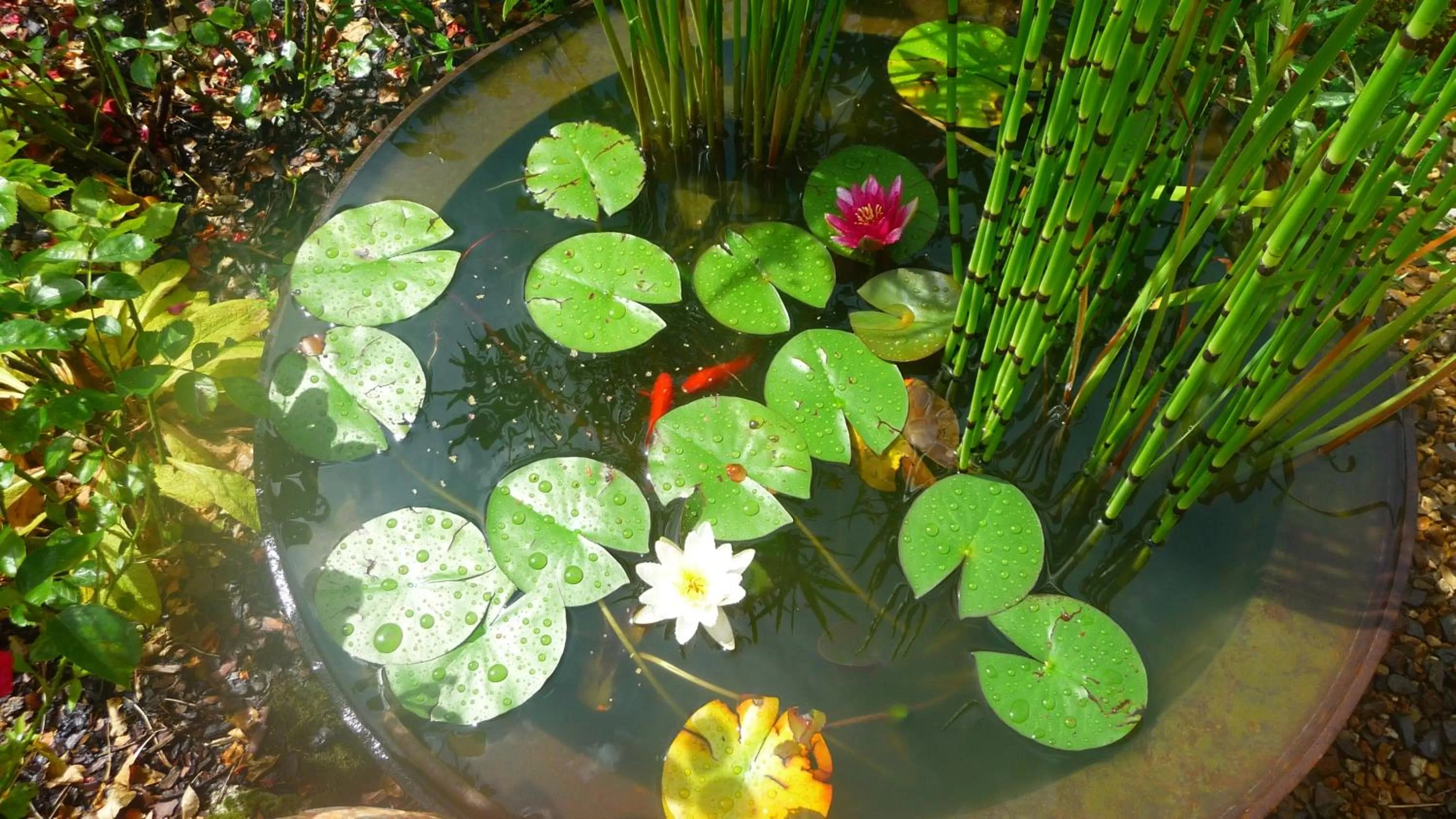 Animals in Chambres d'hôtes Le Bas Rassinoux