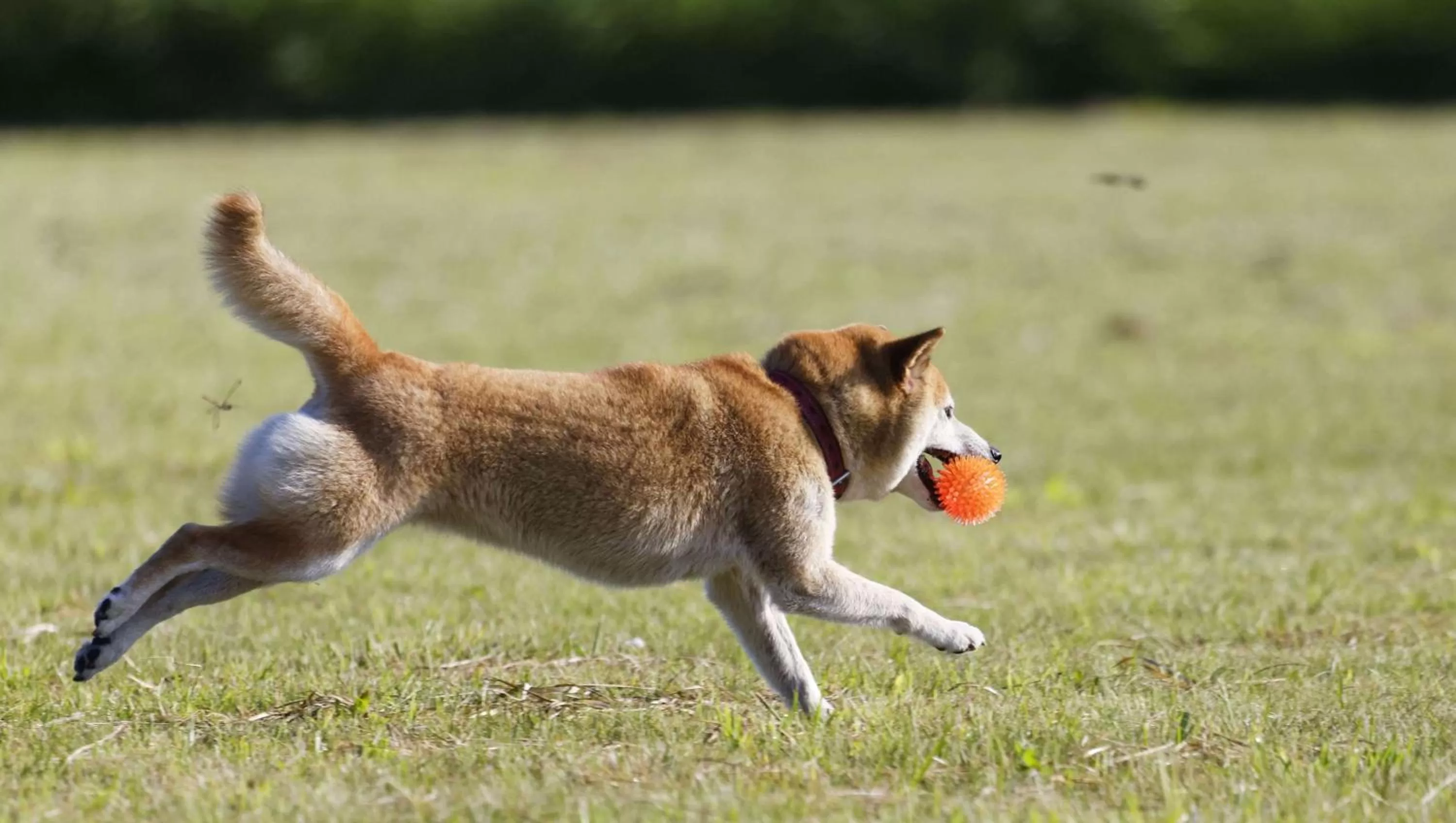 Pets in Colonial Inn Ellsworth