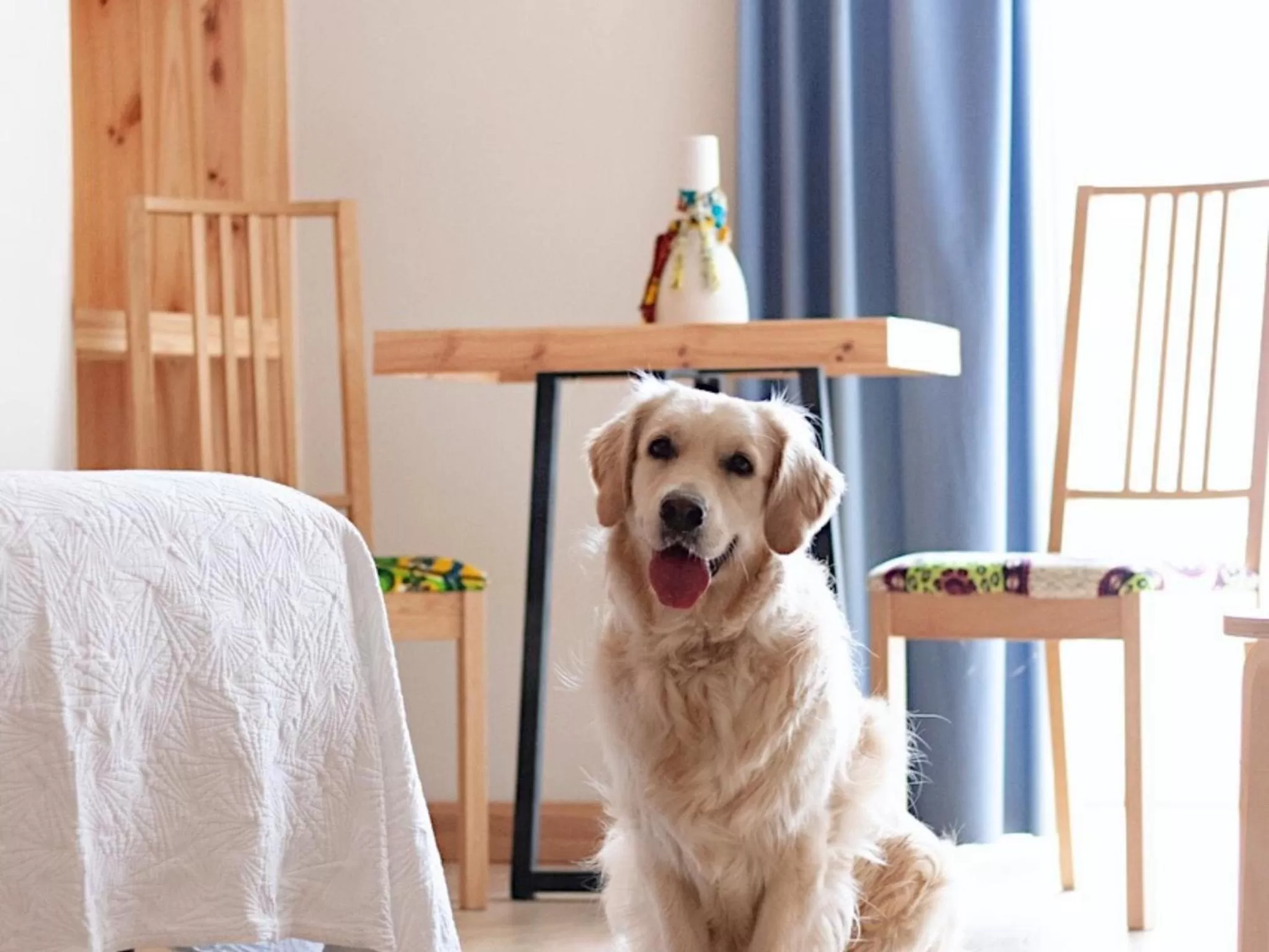 Animals in Hotel San Miguel