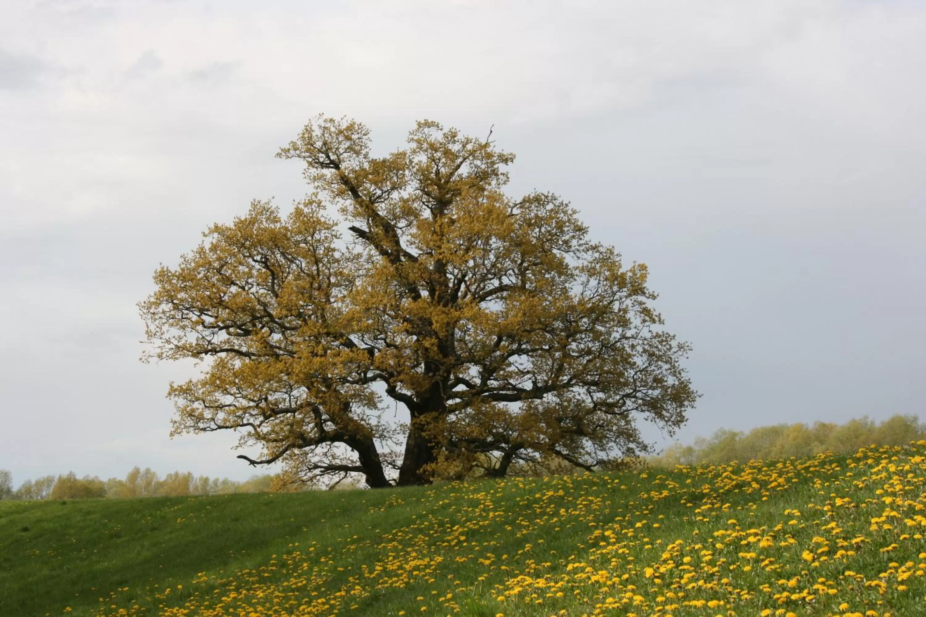 Area and facilities in Parkhotel Hitzacker