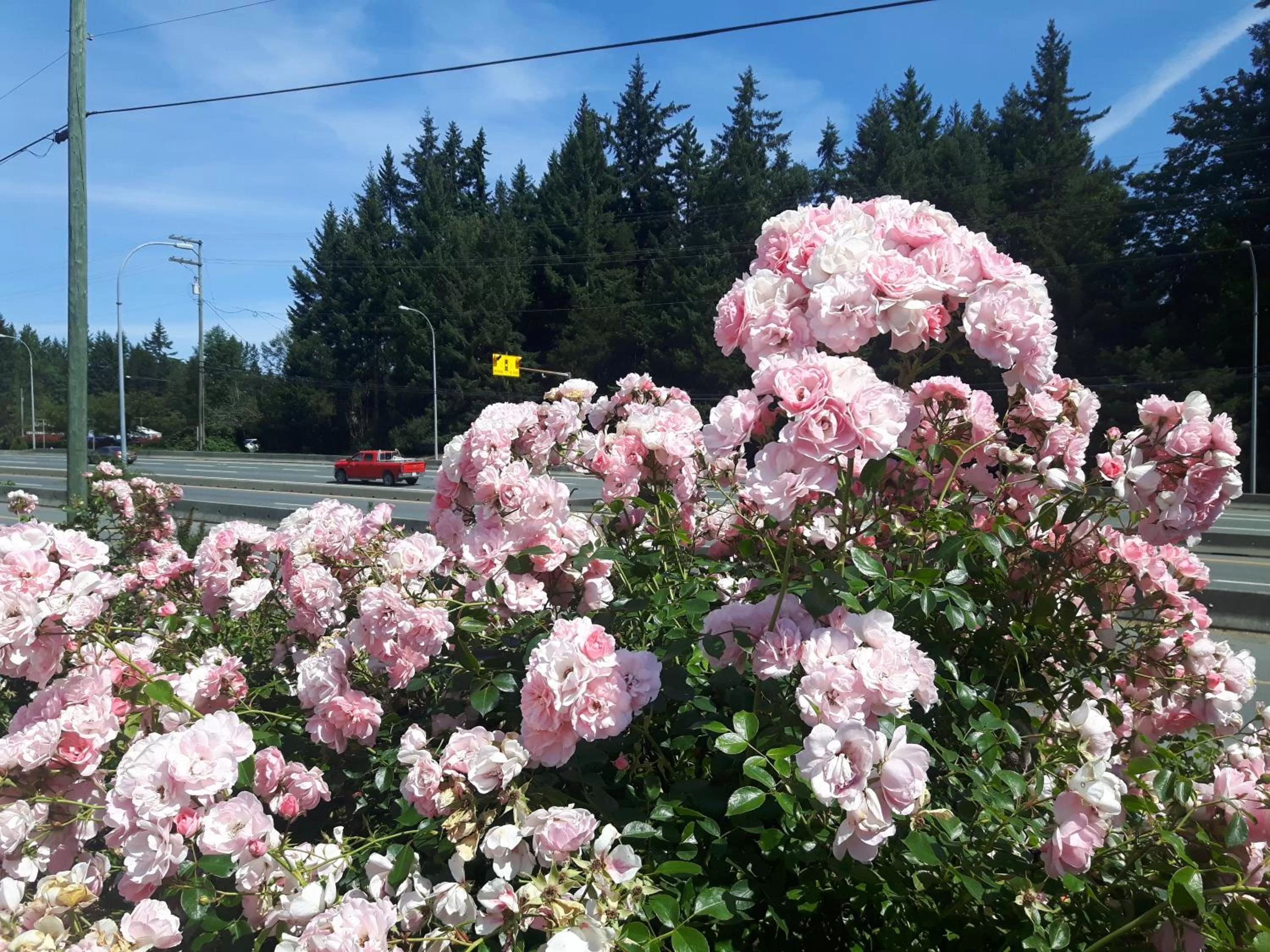Garden in Fuller Lake Chemainus Motel