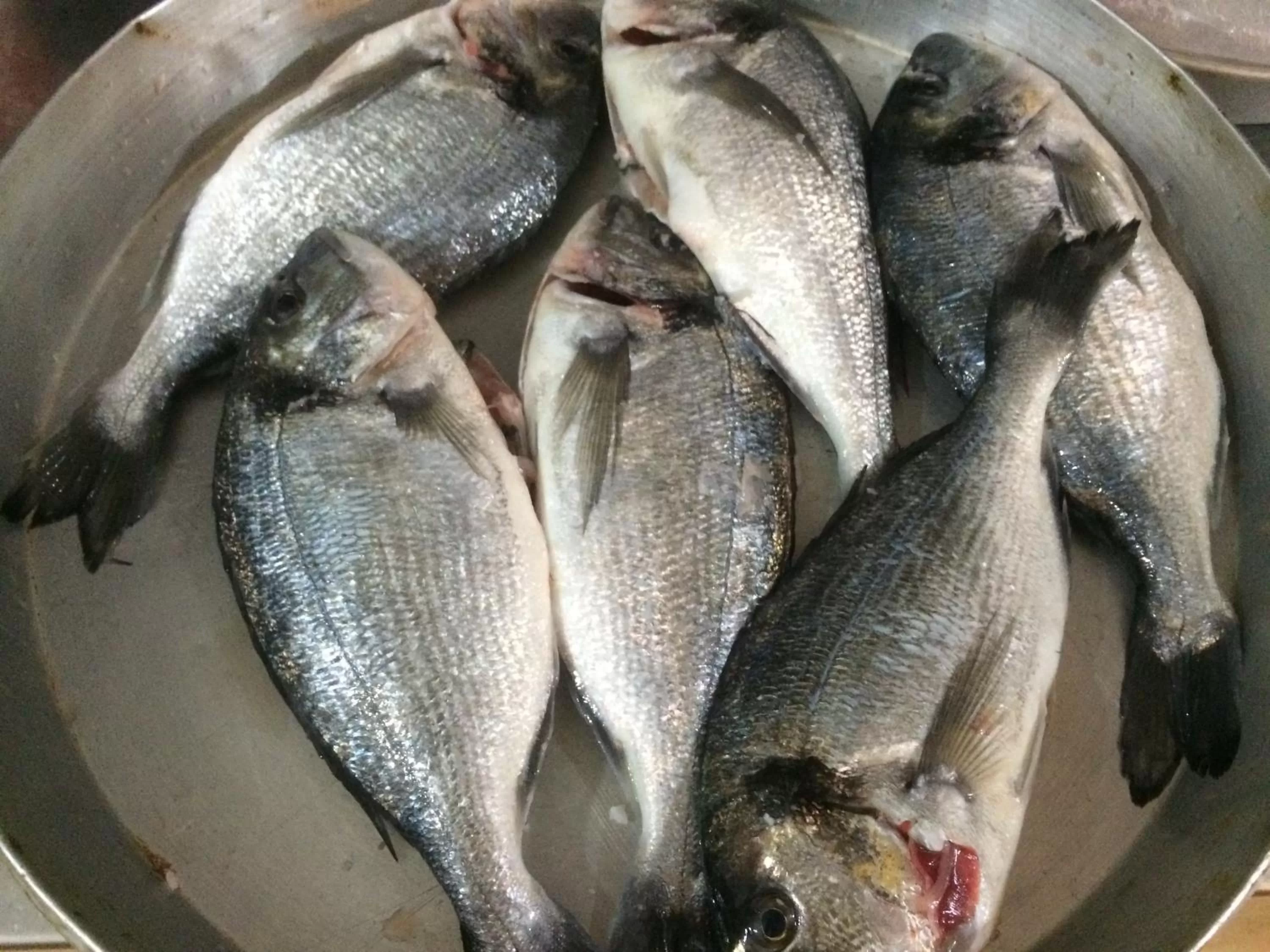 Restaurant/places to eat, Other Animals in Vila Rahmi & Veli Dervishaj