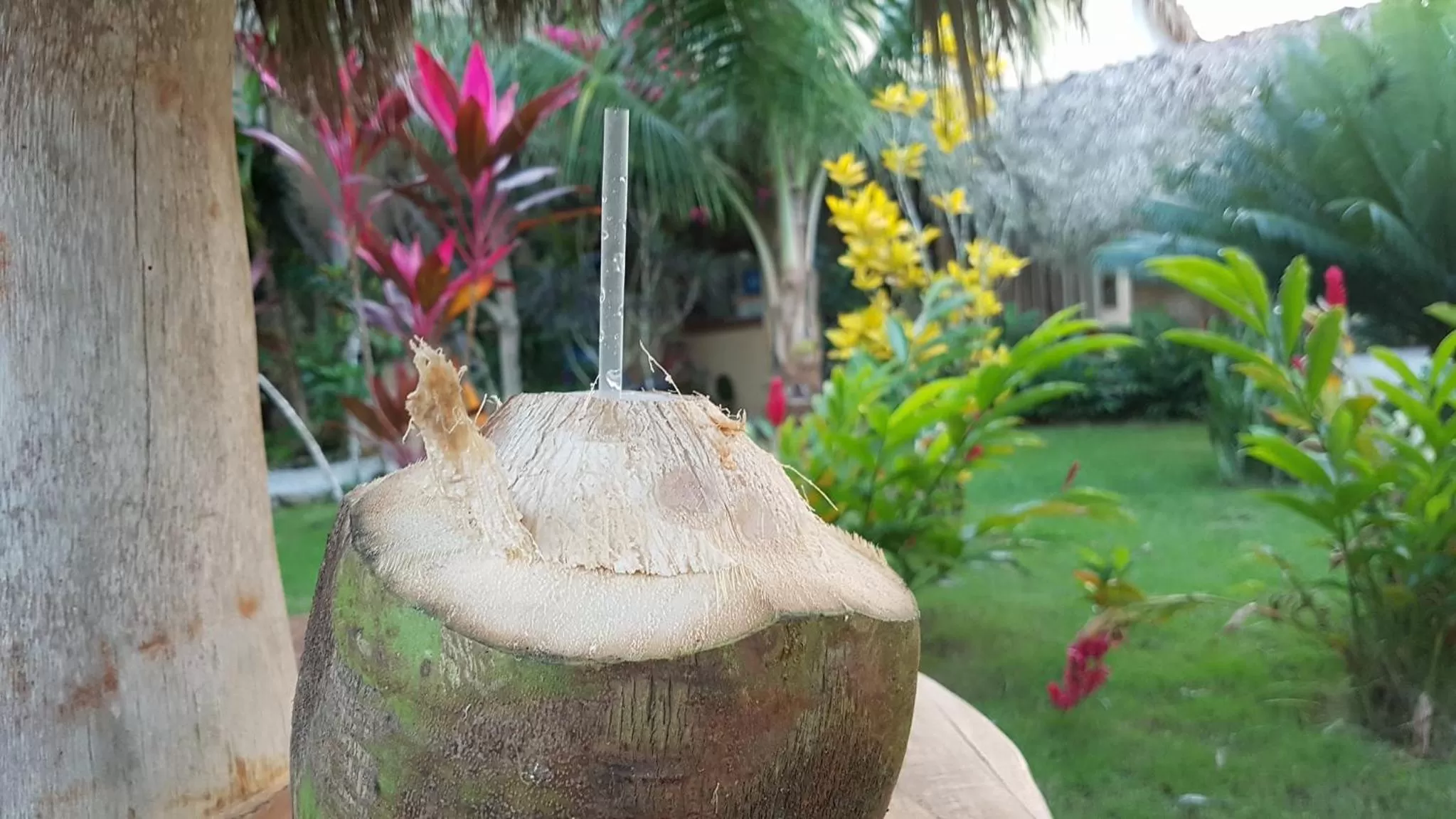 Garden view in Residencia El Balatà