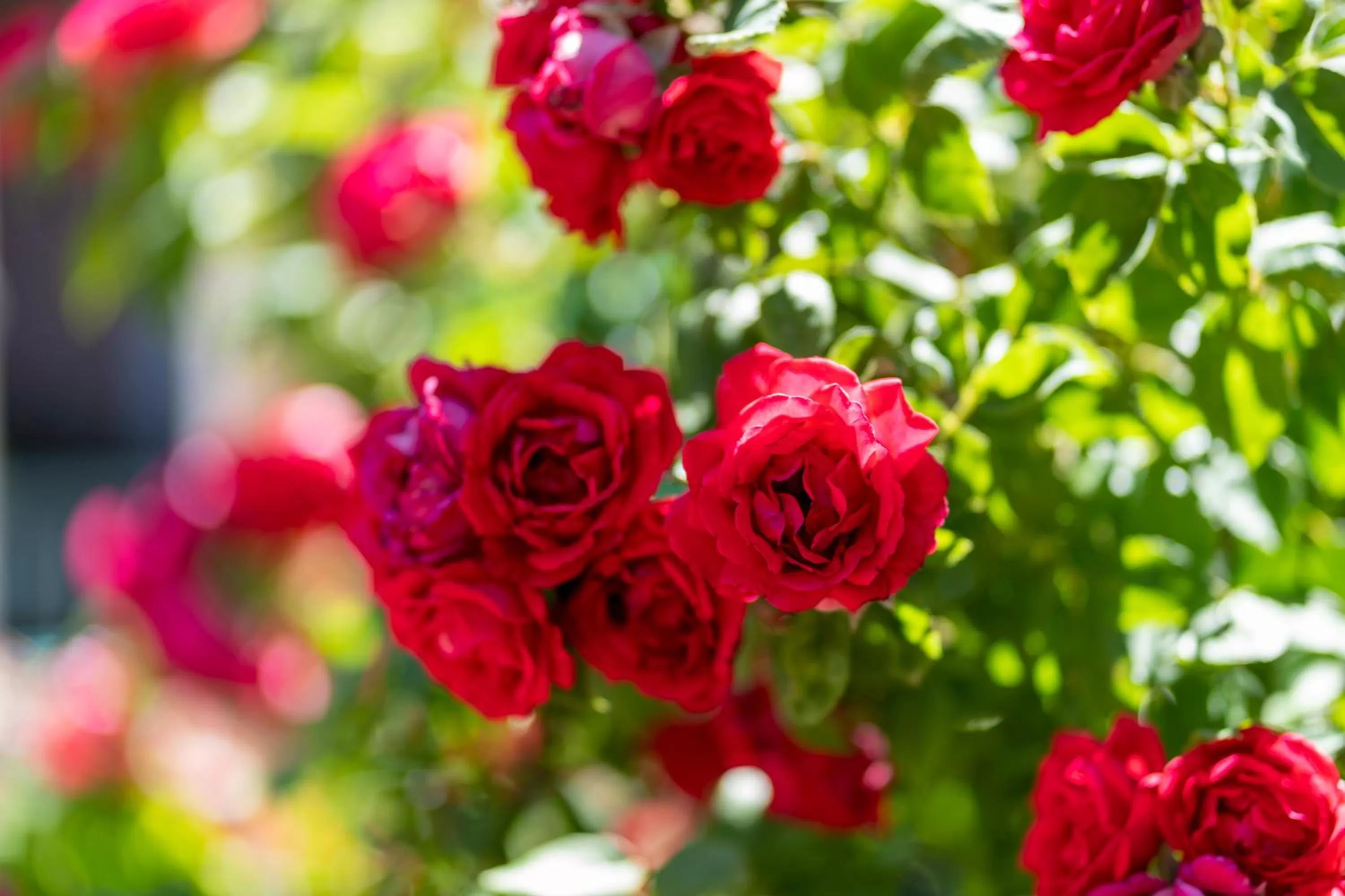 Garden in Forest Villas Hotel