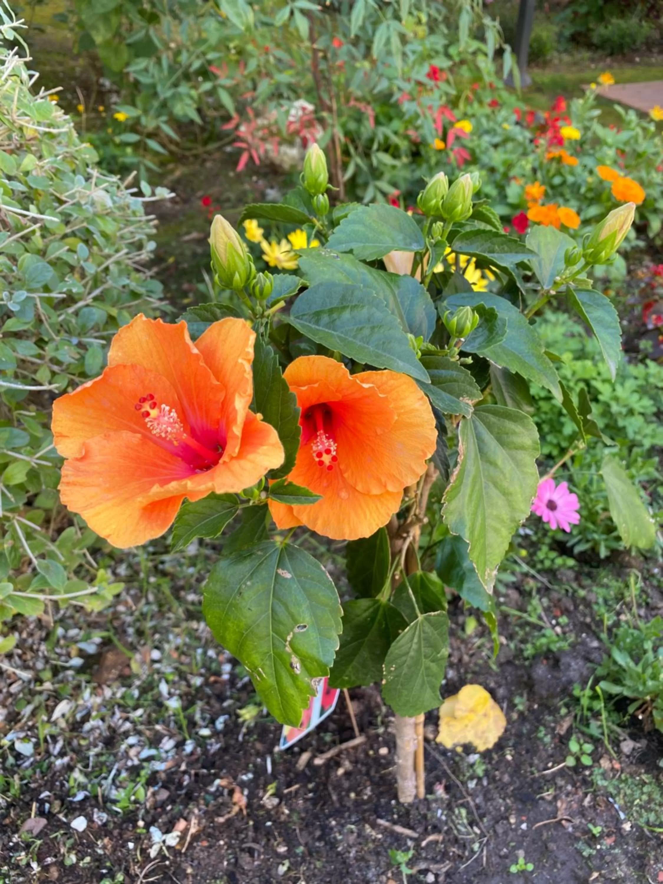 Garden in TM Luxury Apartments Lisbon