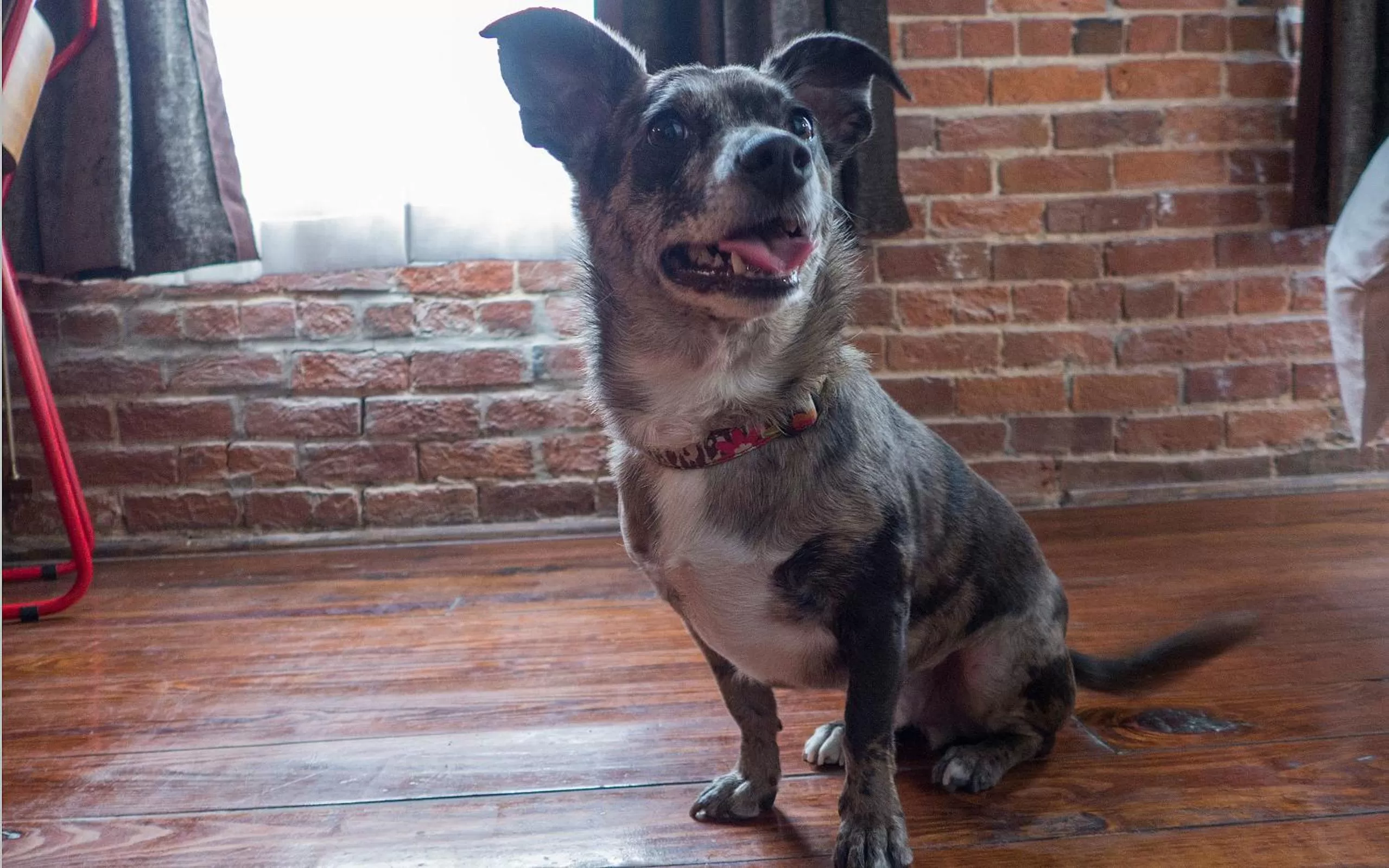 Animals in The Old No. 77 Hotel & Chandlery