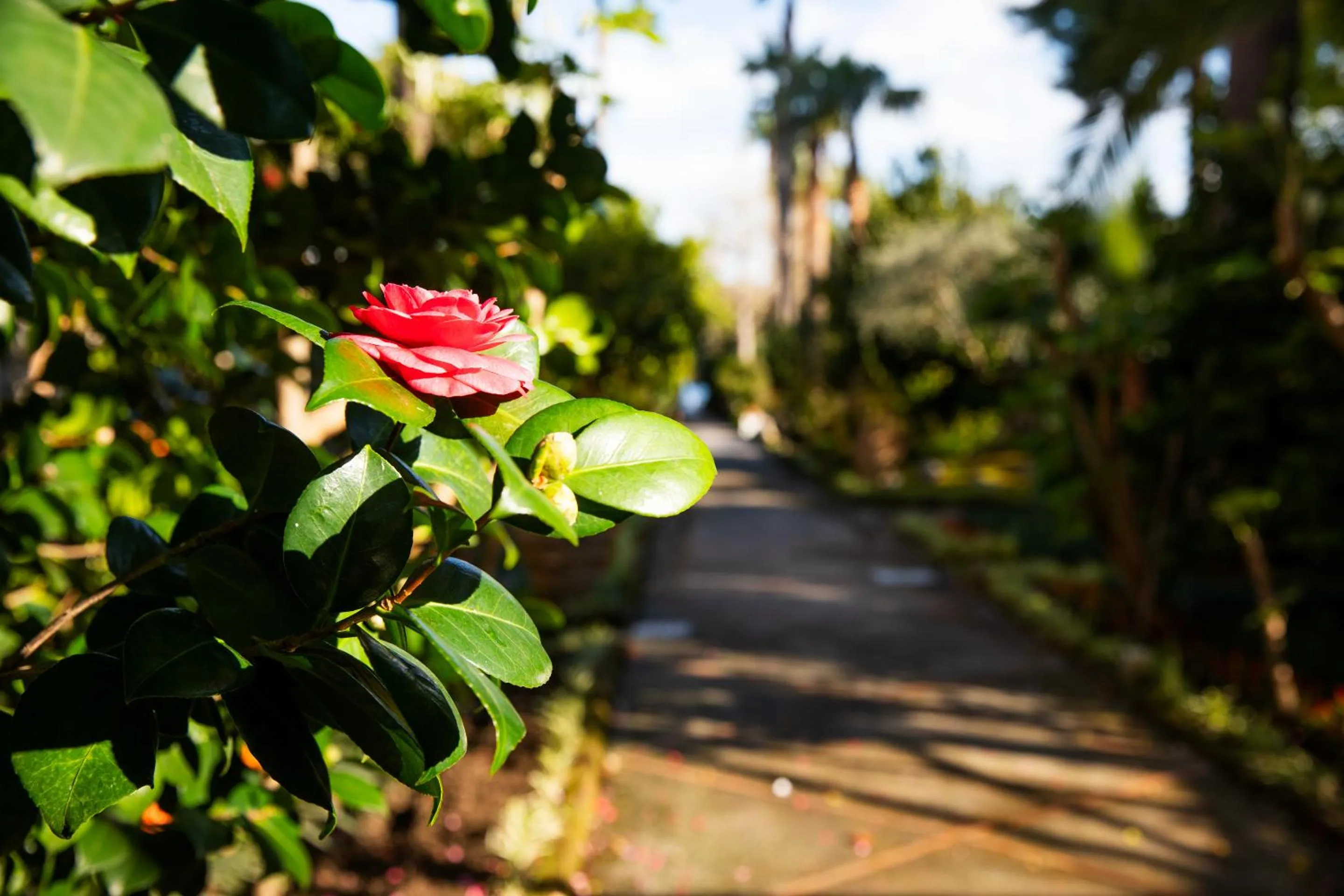 Garden in Grand Hotel Cocumella