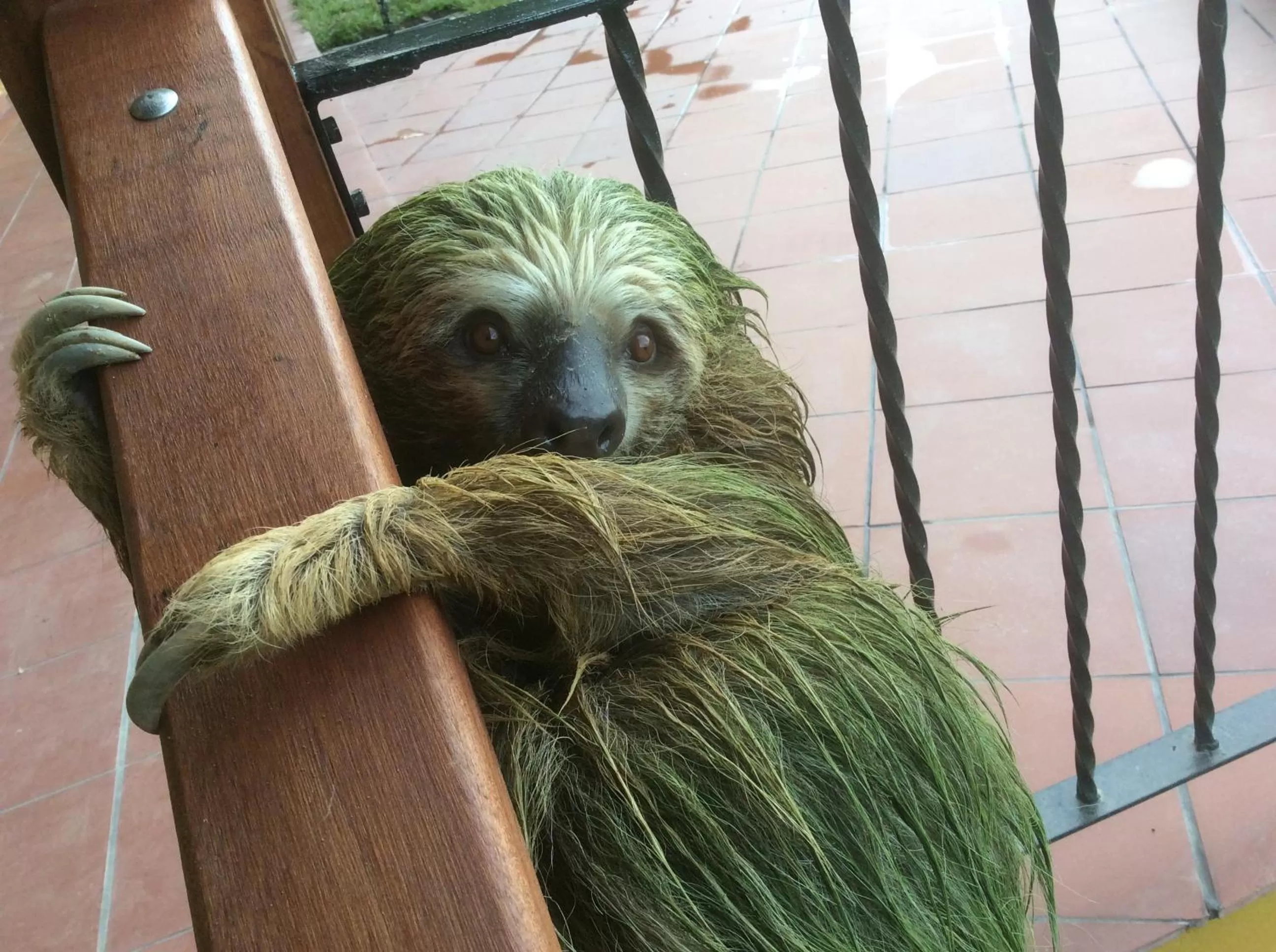 Animals in Ecoresort Gran Azul