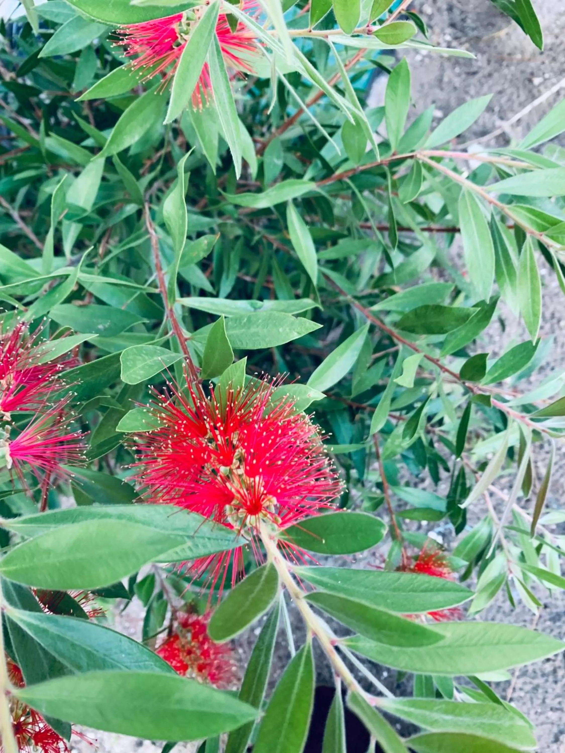 Garden in VILLA MADY