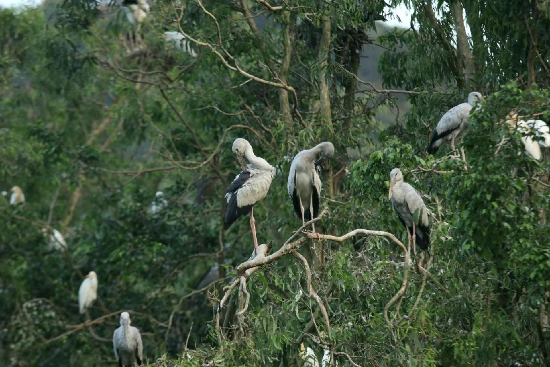 Natural landscape in Lotus Hotel Ninh Bình