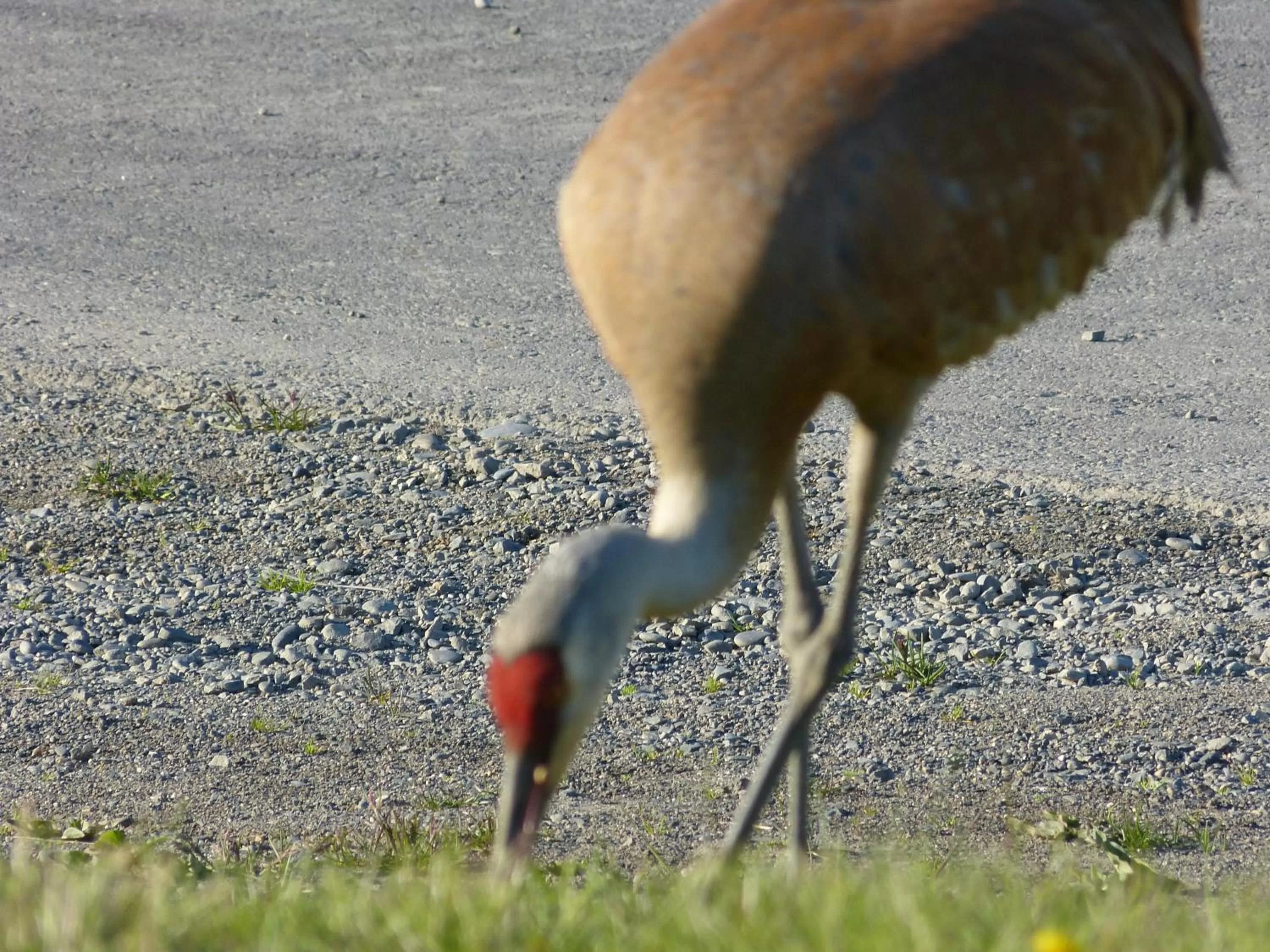 Animals, Other Animals in Halcyon Heights B&B/Inn