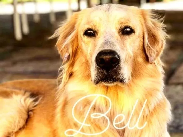 Pets in Pousada Da Bell