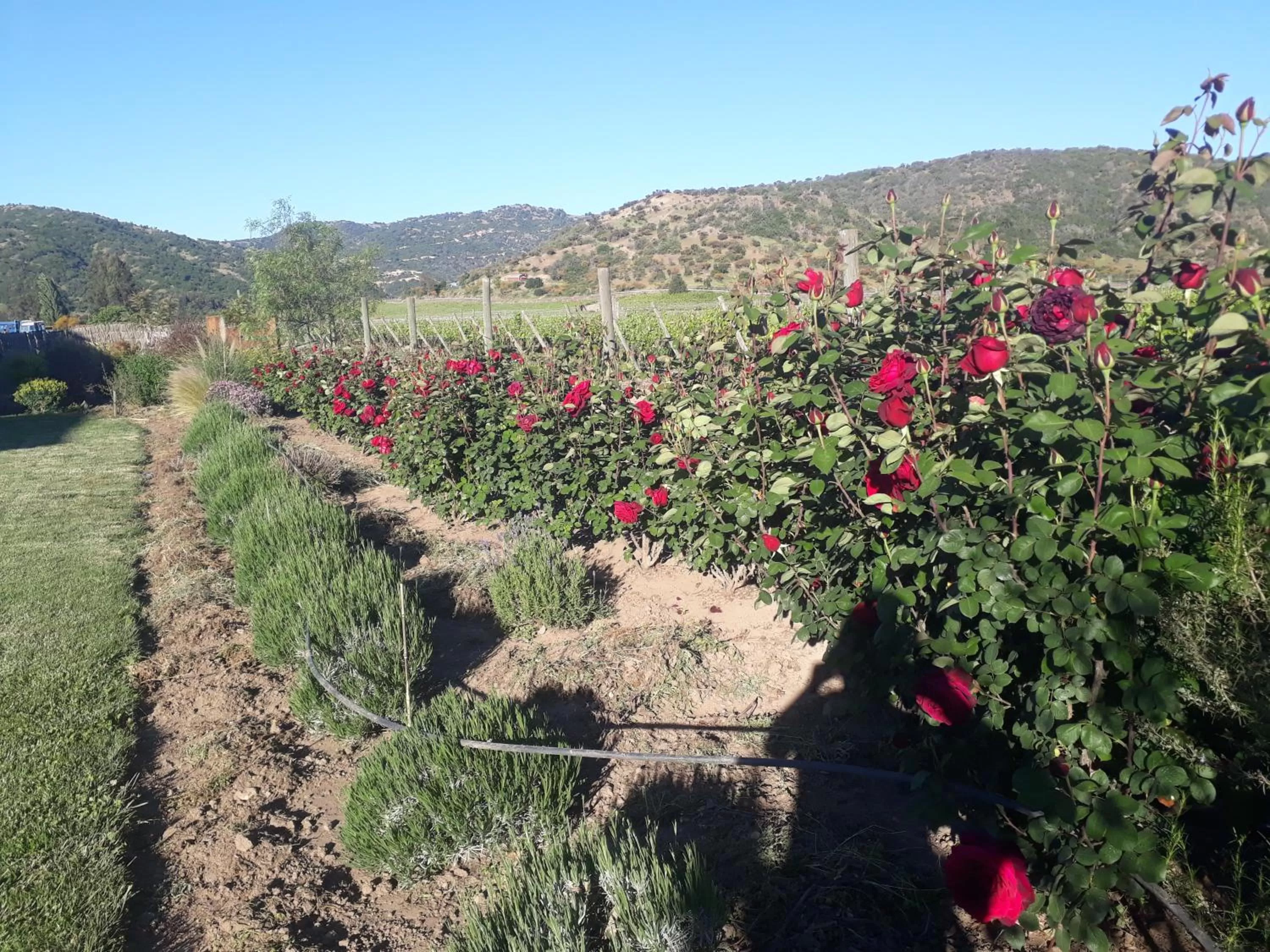 Garden in Callihue Lodge