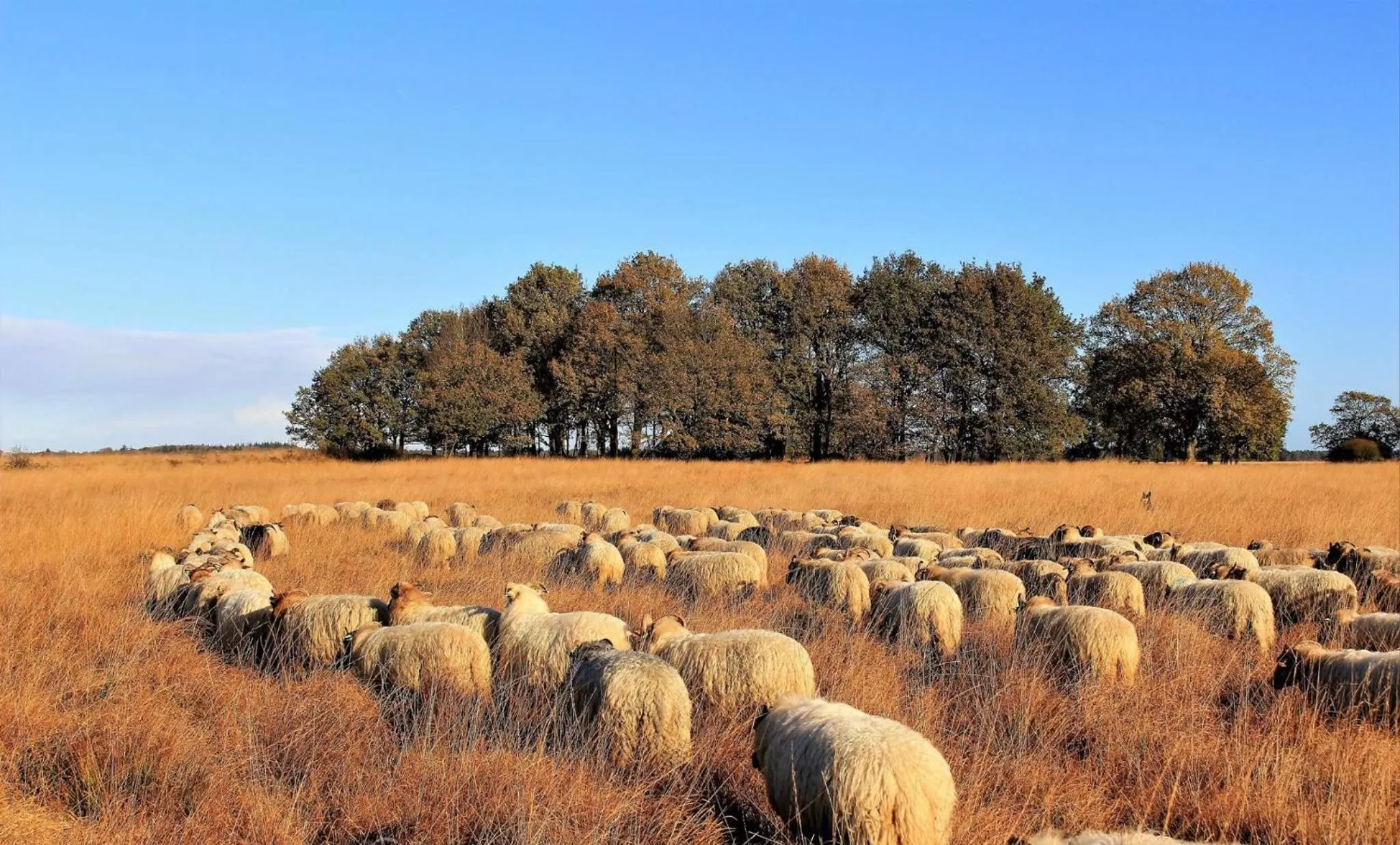 Nearby landmark in B&B De Achterdiek