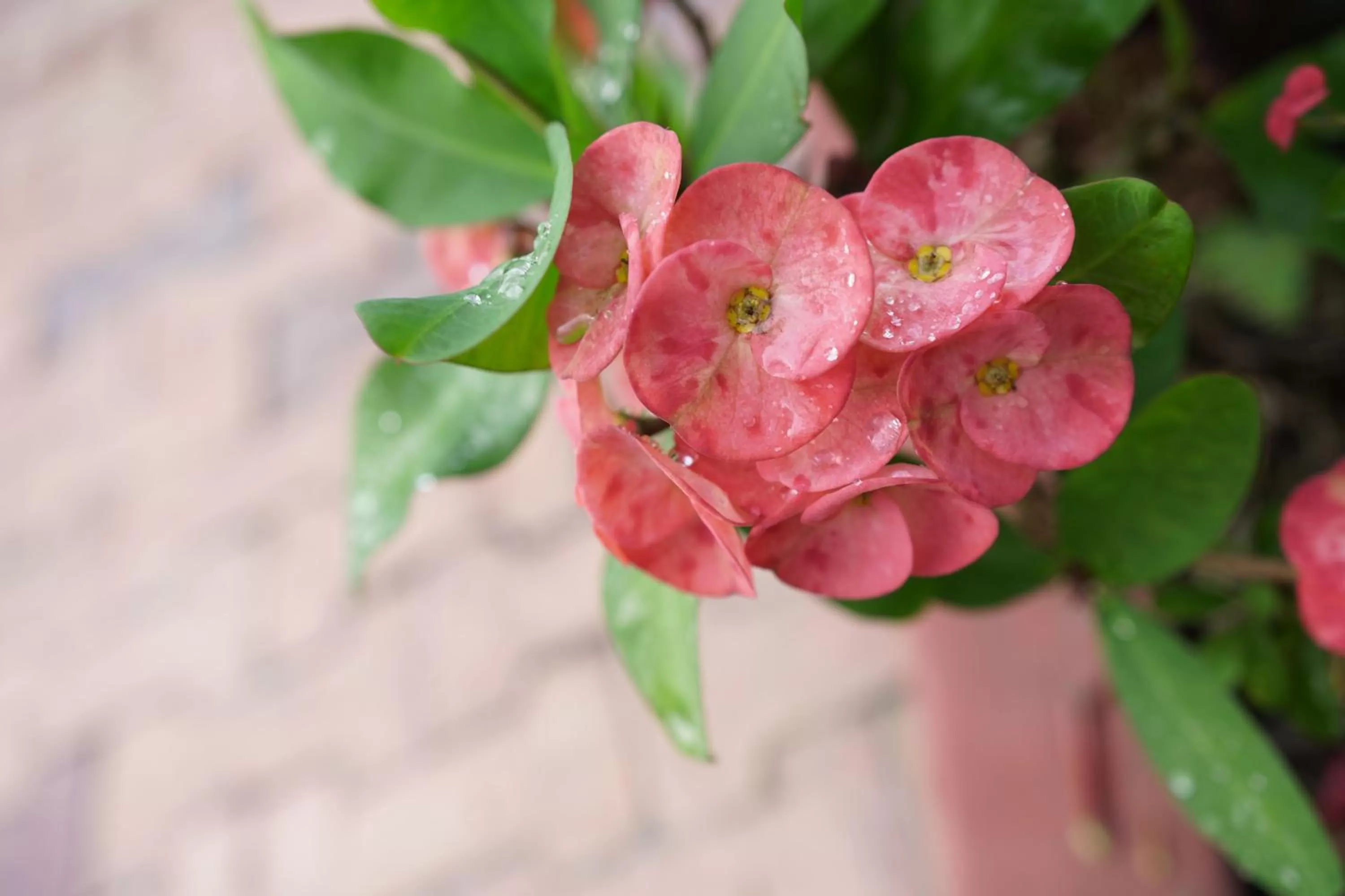 Garden, Food in Hotel Chalet El Castillo by Majuva