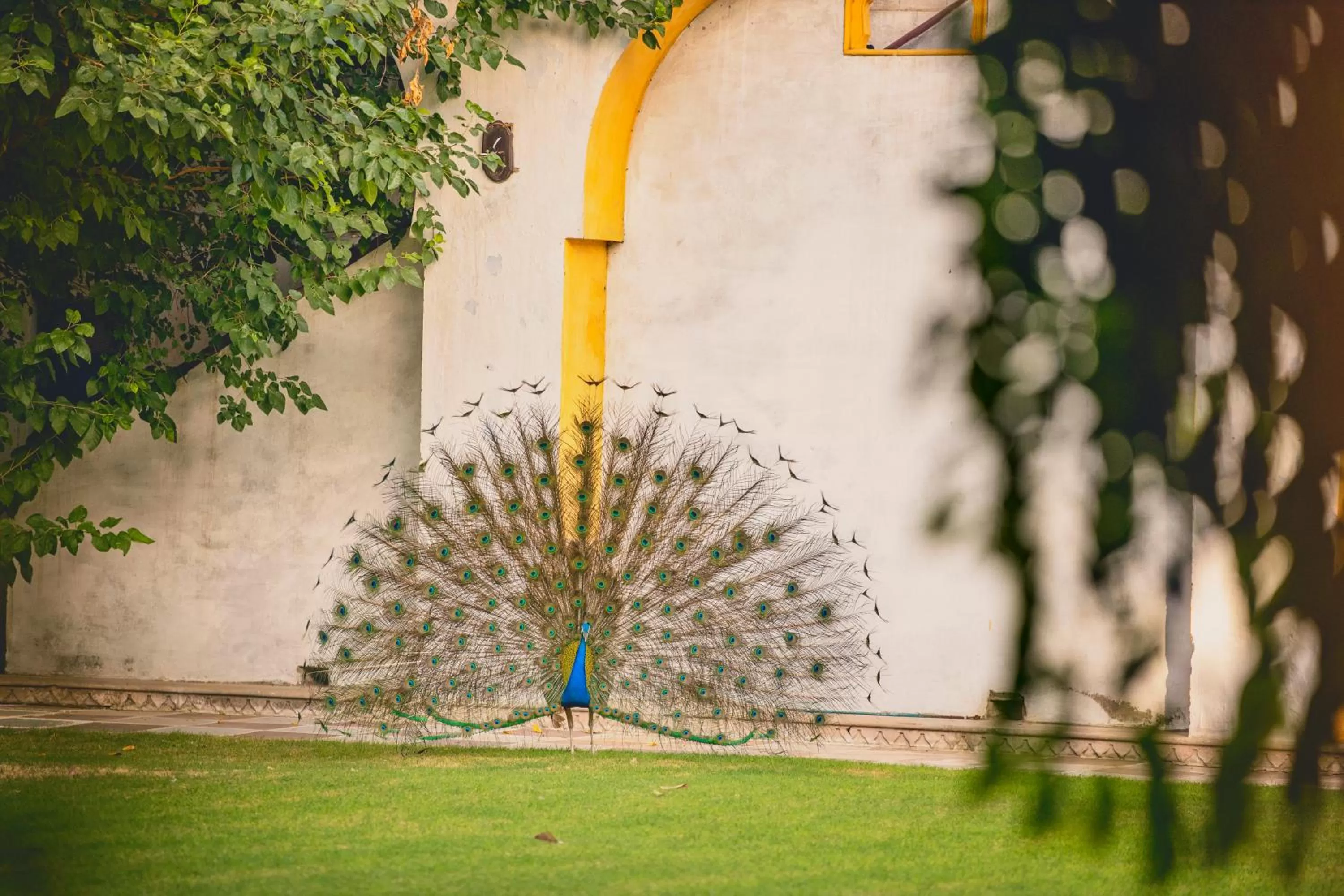 Garden in Diggi Palace - A City Center Hidden Heritage Gem