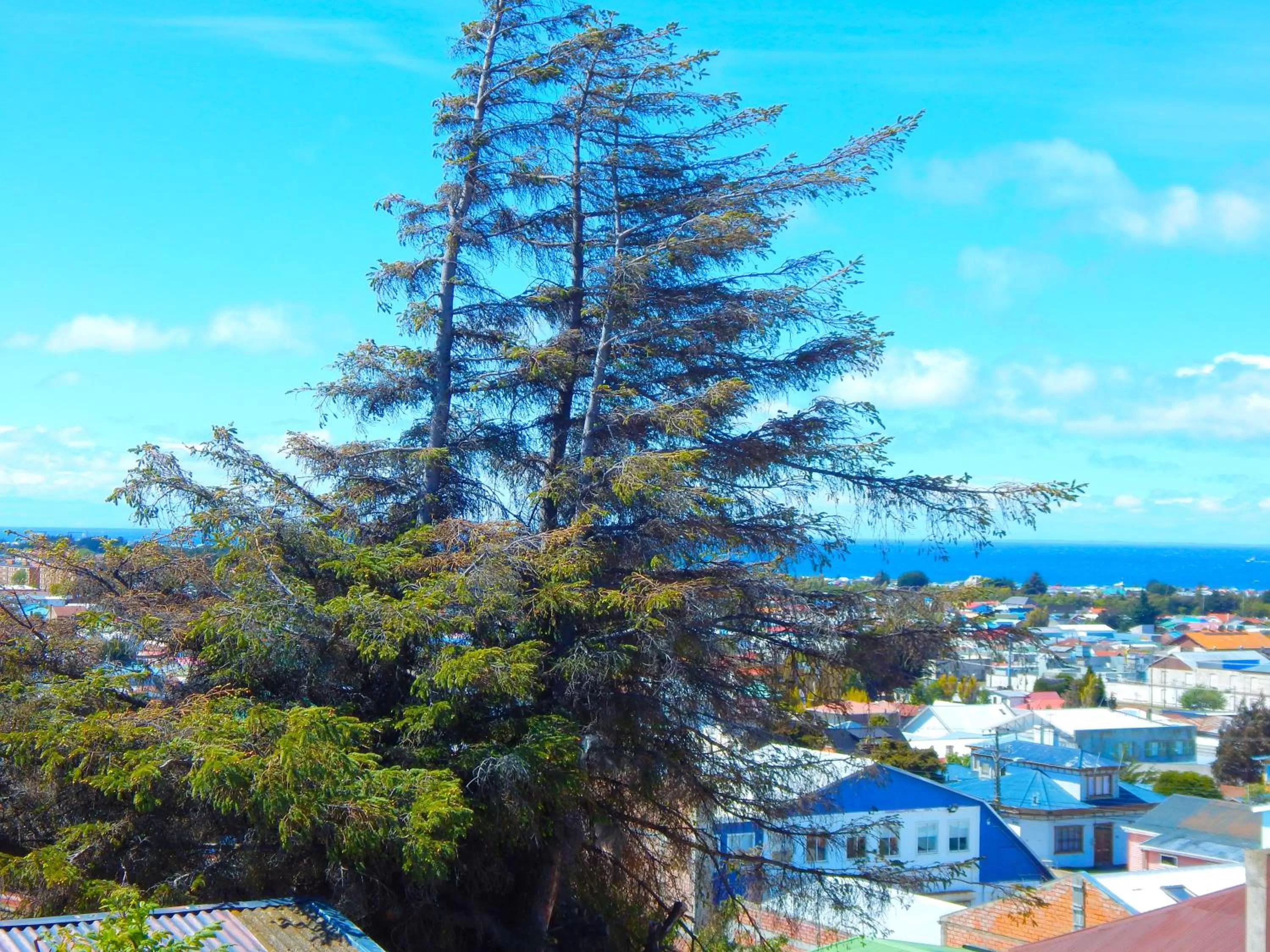 View (from property/room), Pool View in Hostal Buenavista Patagonia