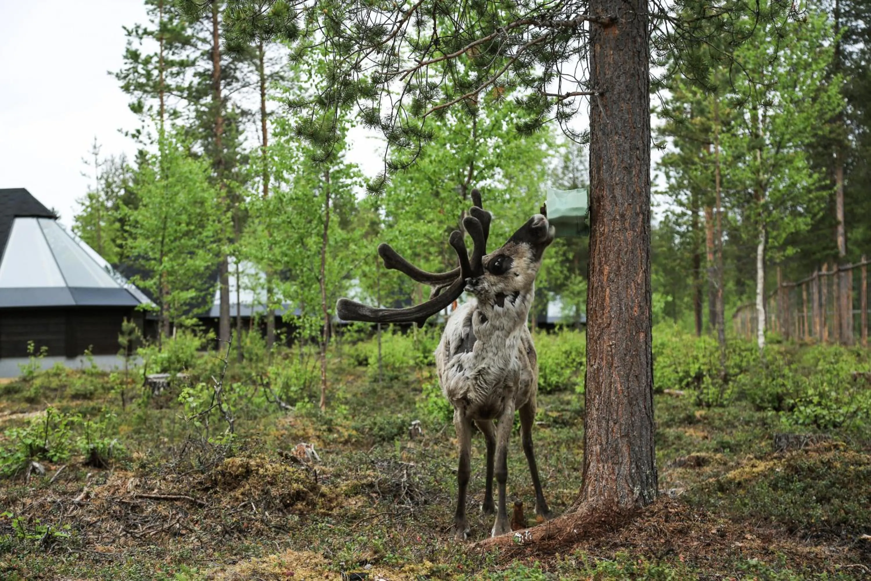 Summer in Aurora Village Ivalo