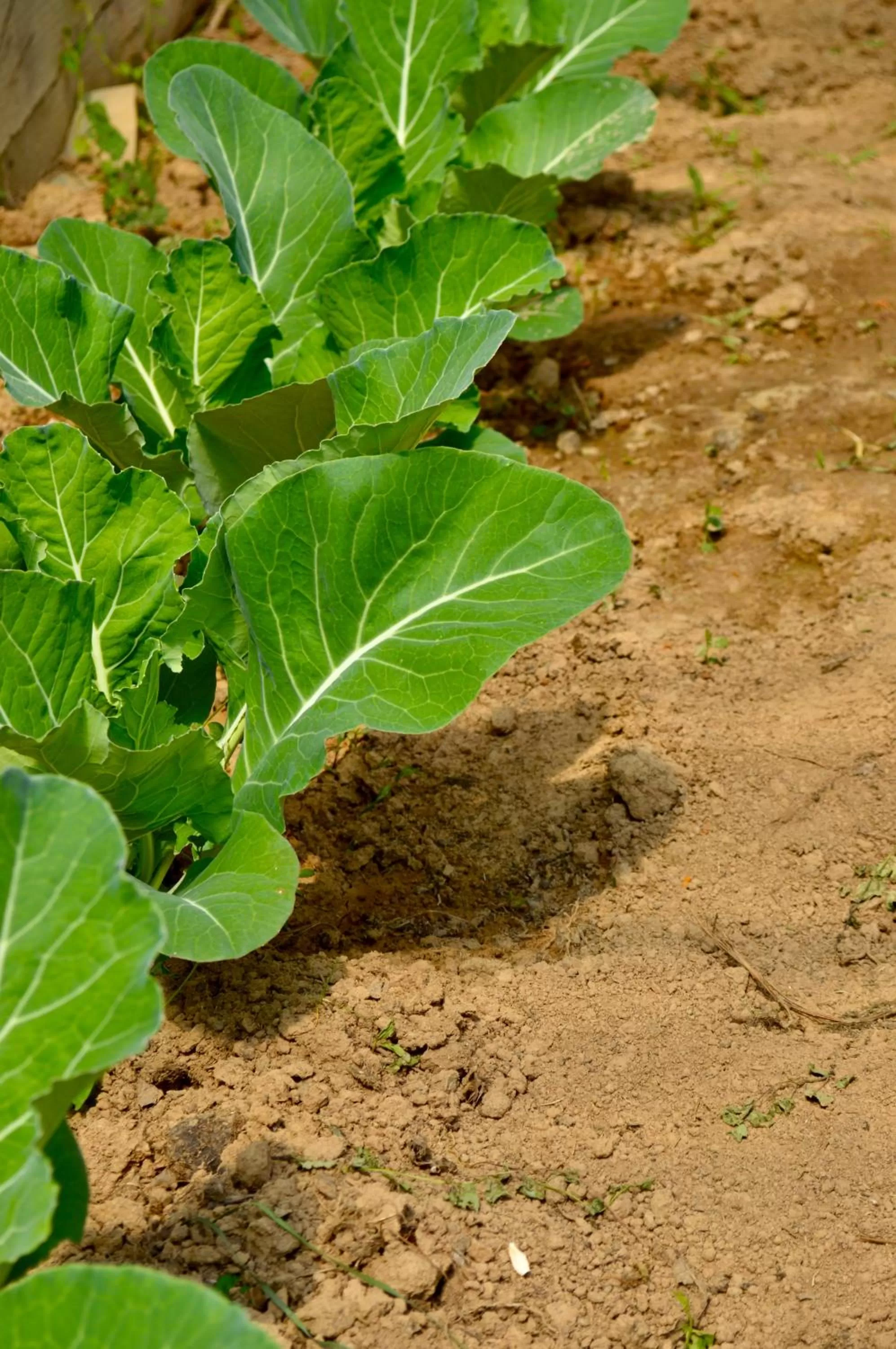 Spring in La Pichonnière