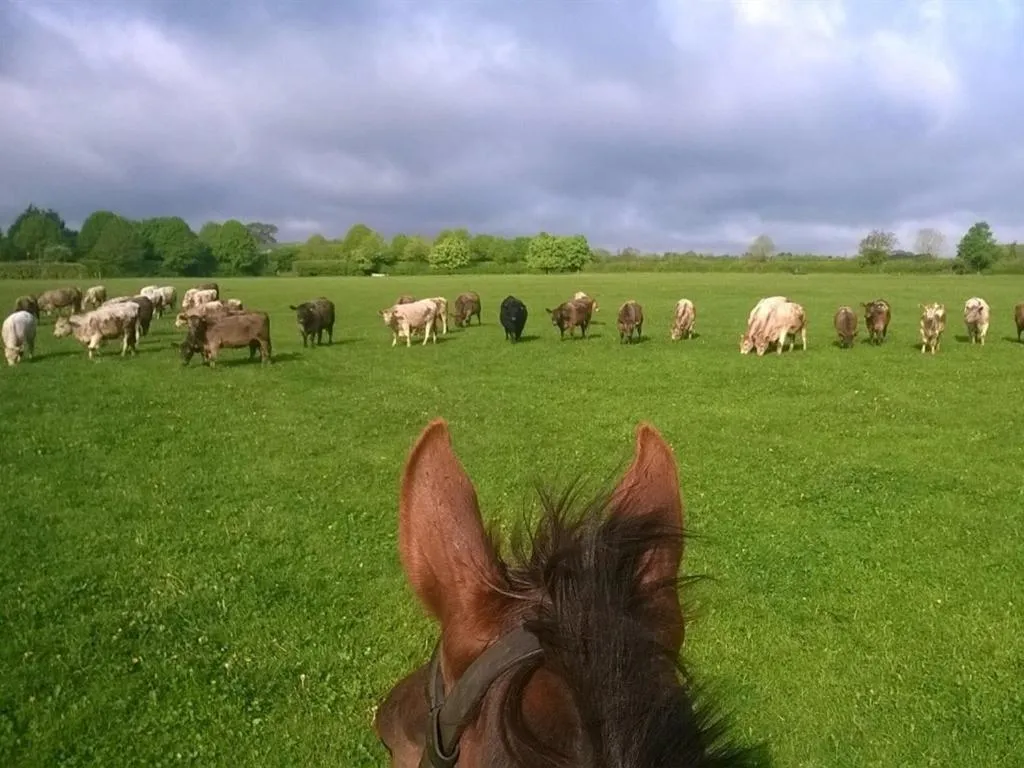 View (from property/room) in Battens Farm Cottages B&B