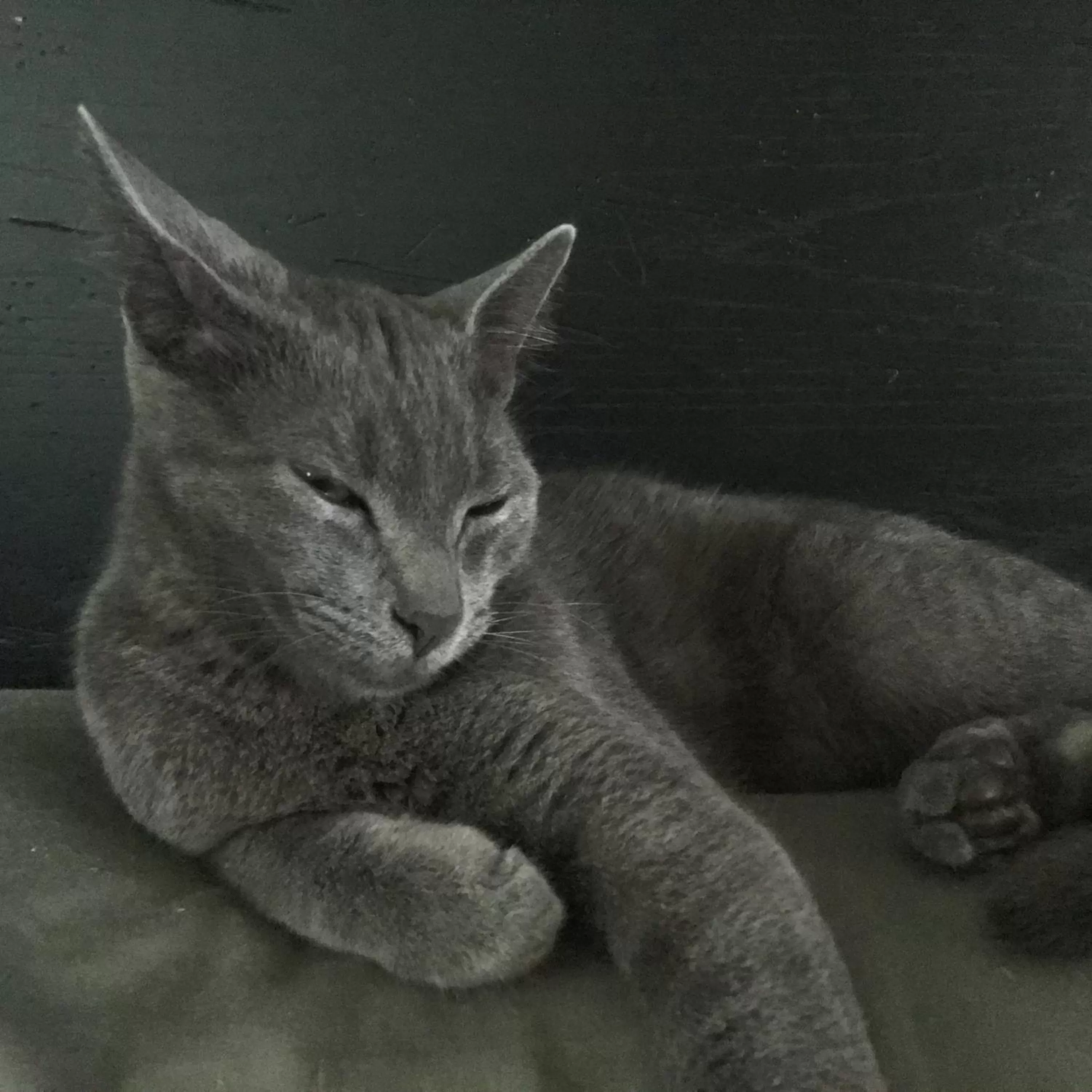 Pets in Kona Bayview Inn