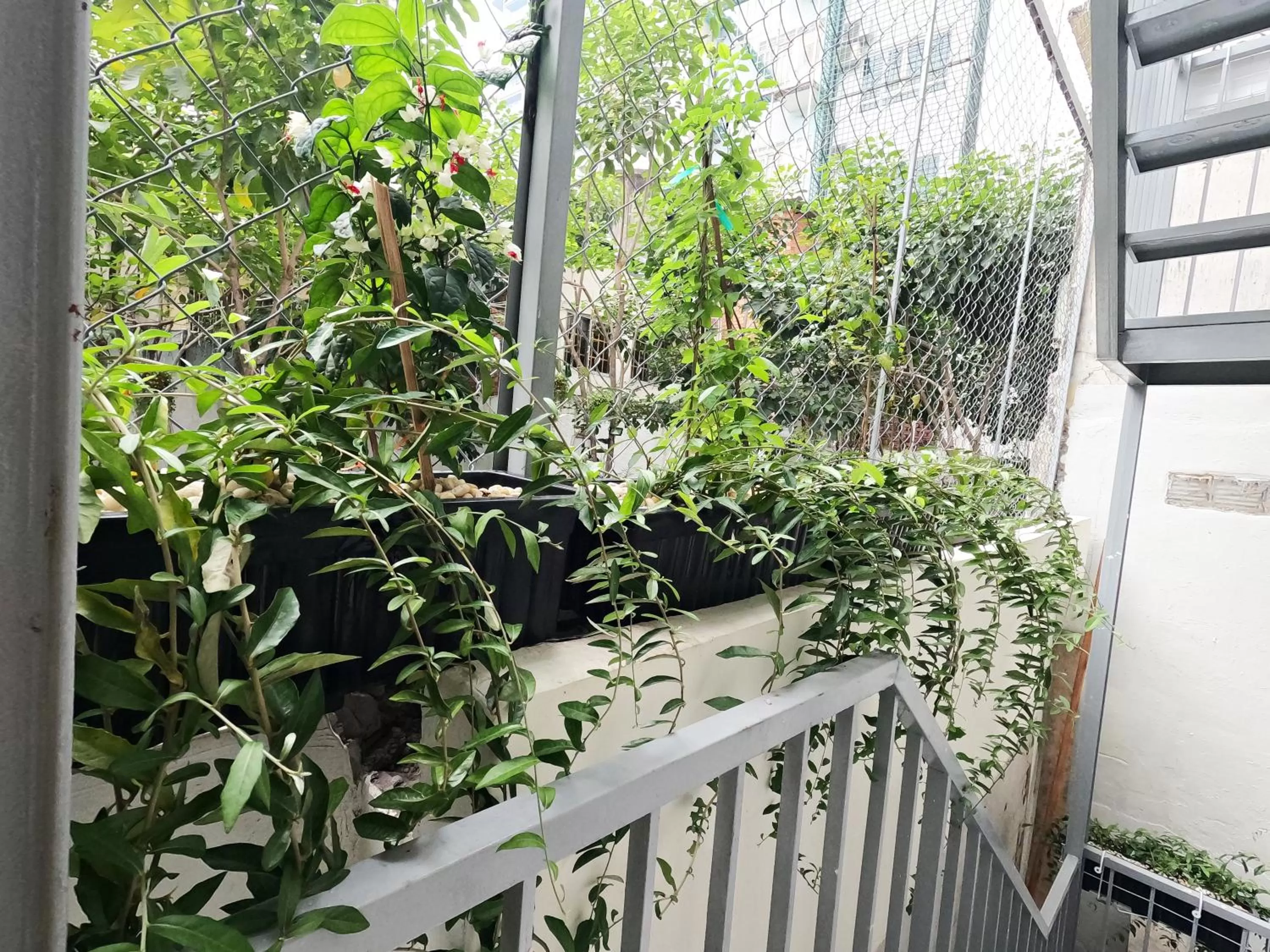 Garden view in Dinh Phat Hotel